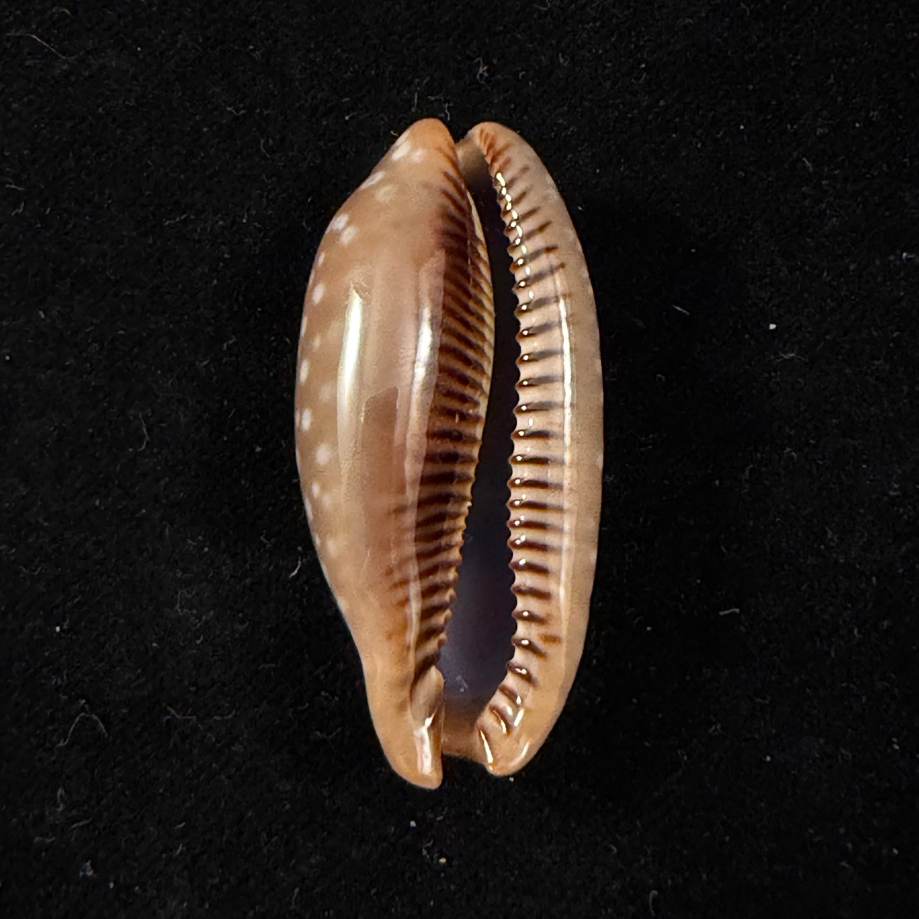 Macrocypraea cervinetta (Kiener, 1844) - 42,9mm