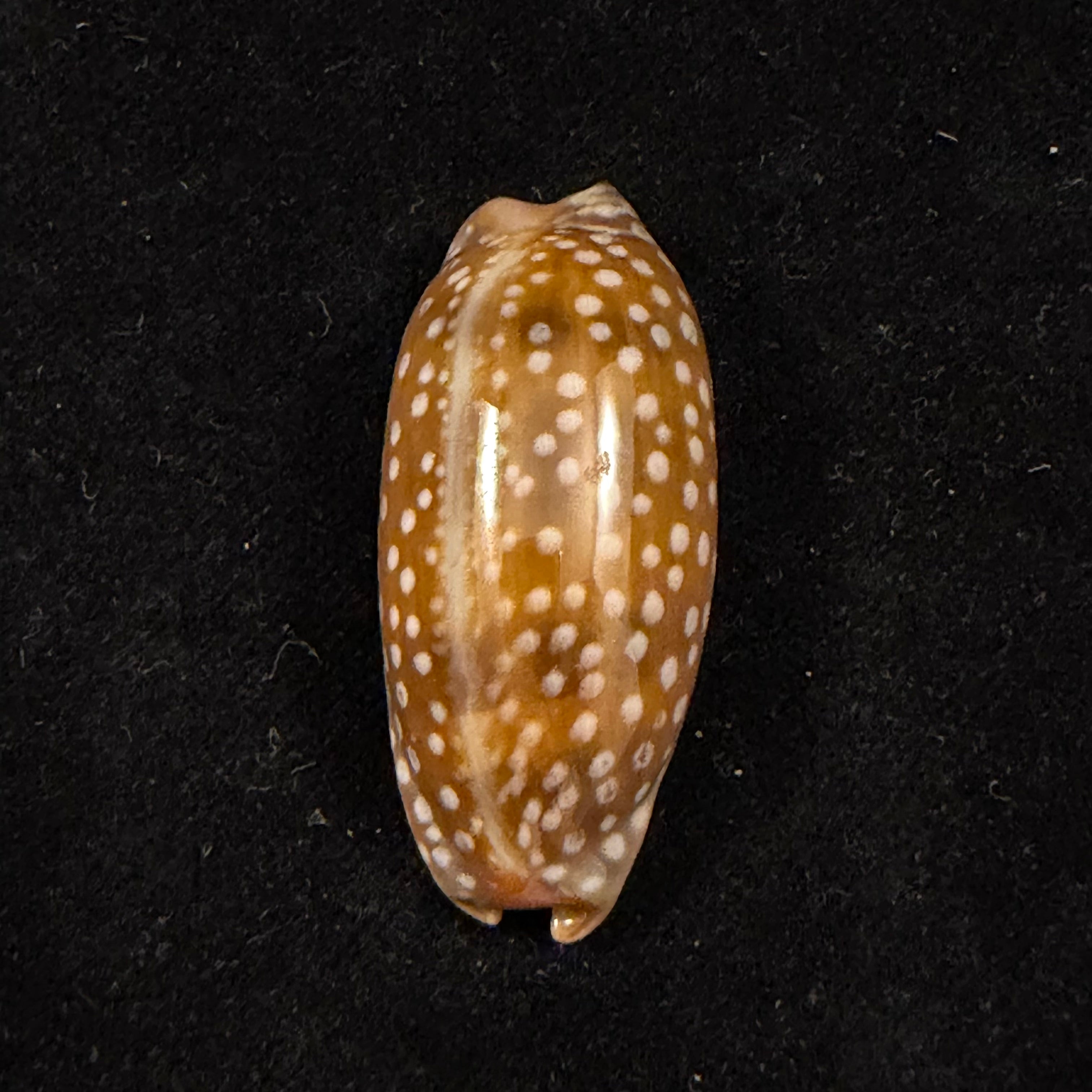 Macrocypraea cervinetta (Kiener, 1844) - 43,7mm