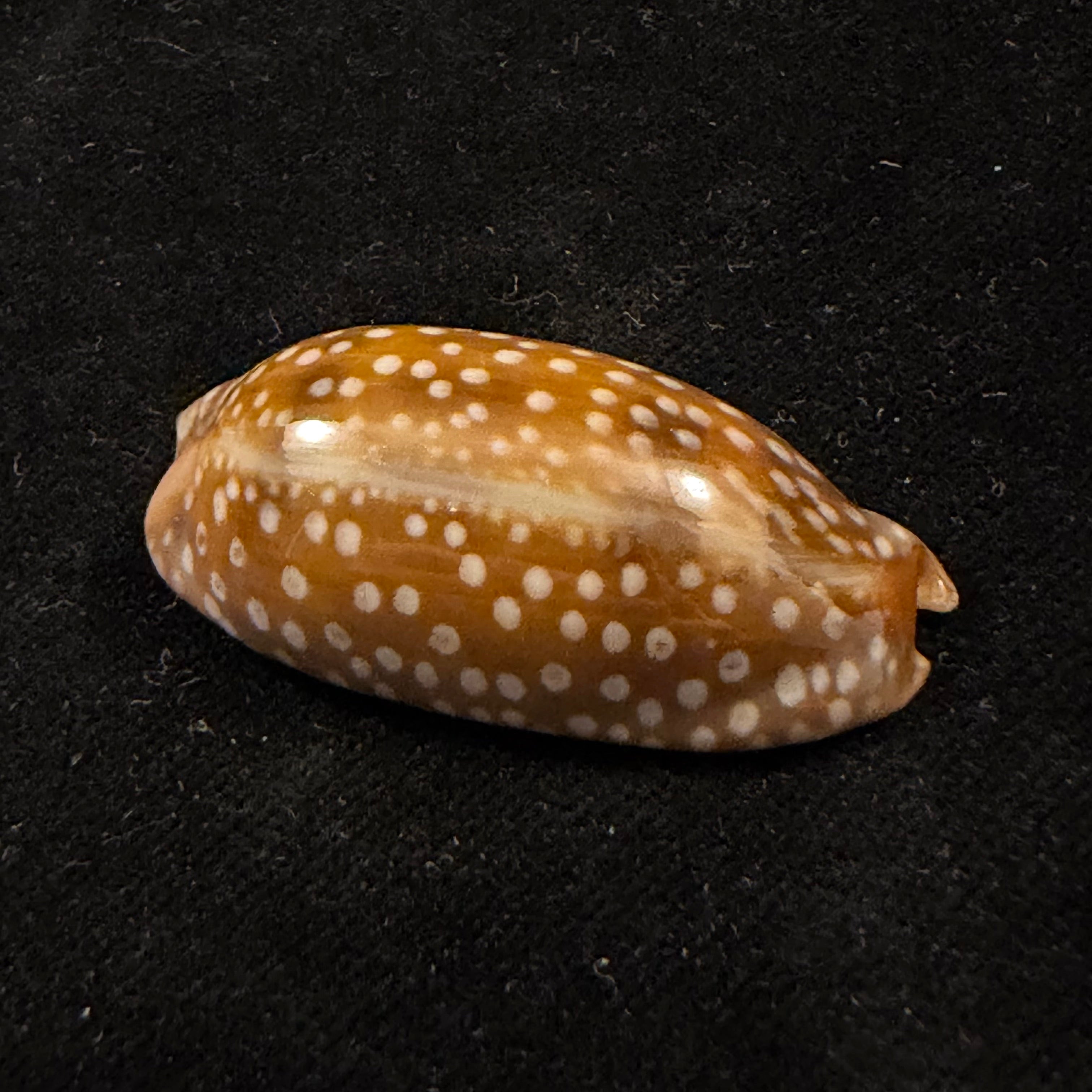 Macrocypraea cervinetta (Kiener, 1844) - 43,7mm