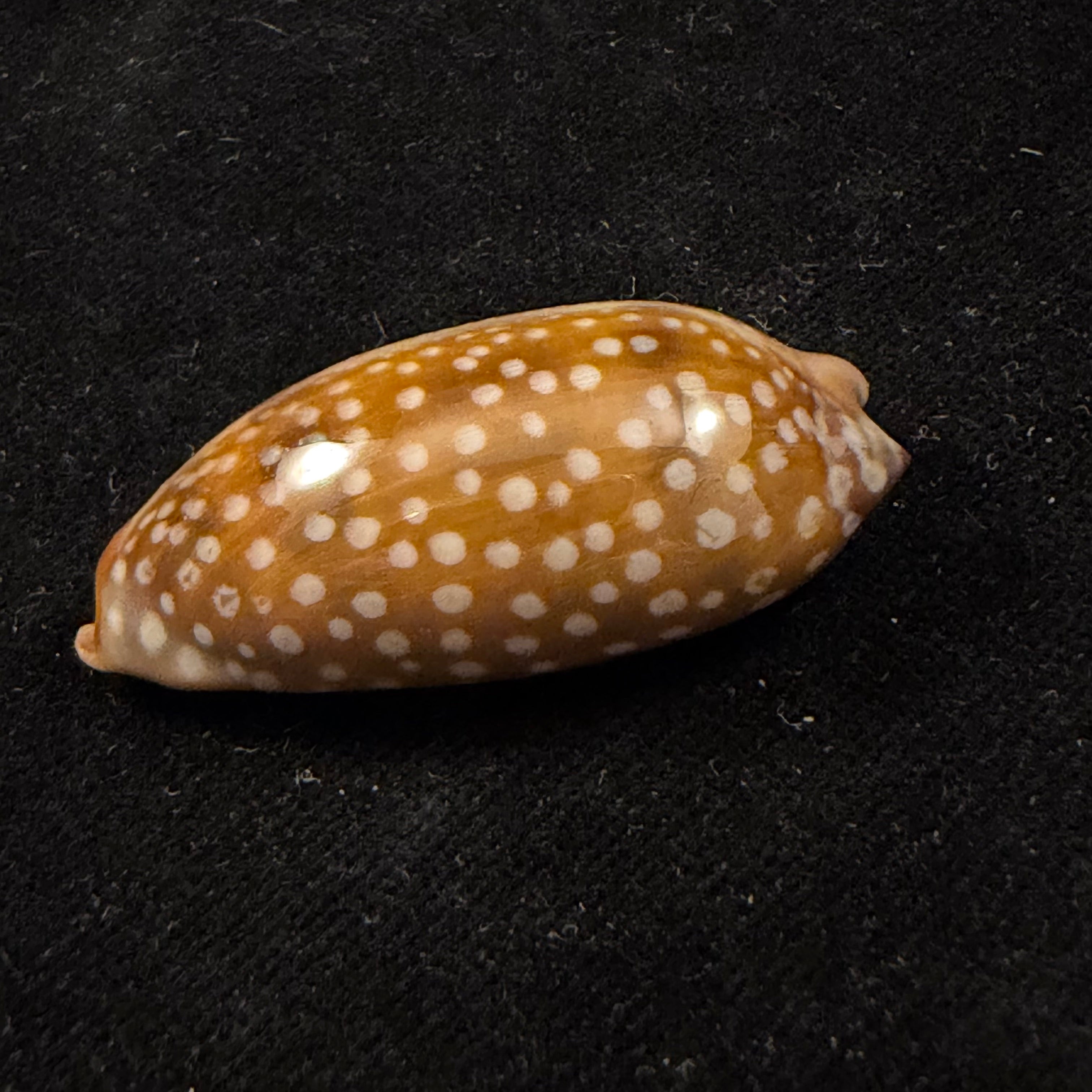 Macrocypraea cervinetta (Kiener, 1844) - 43,7mm