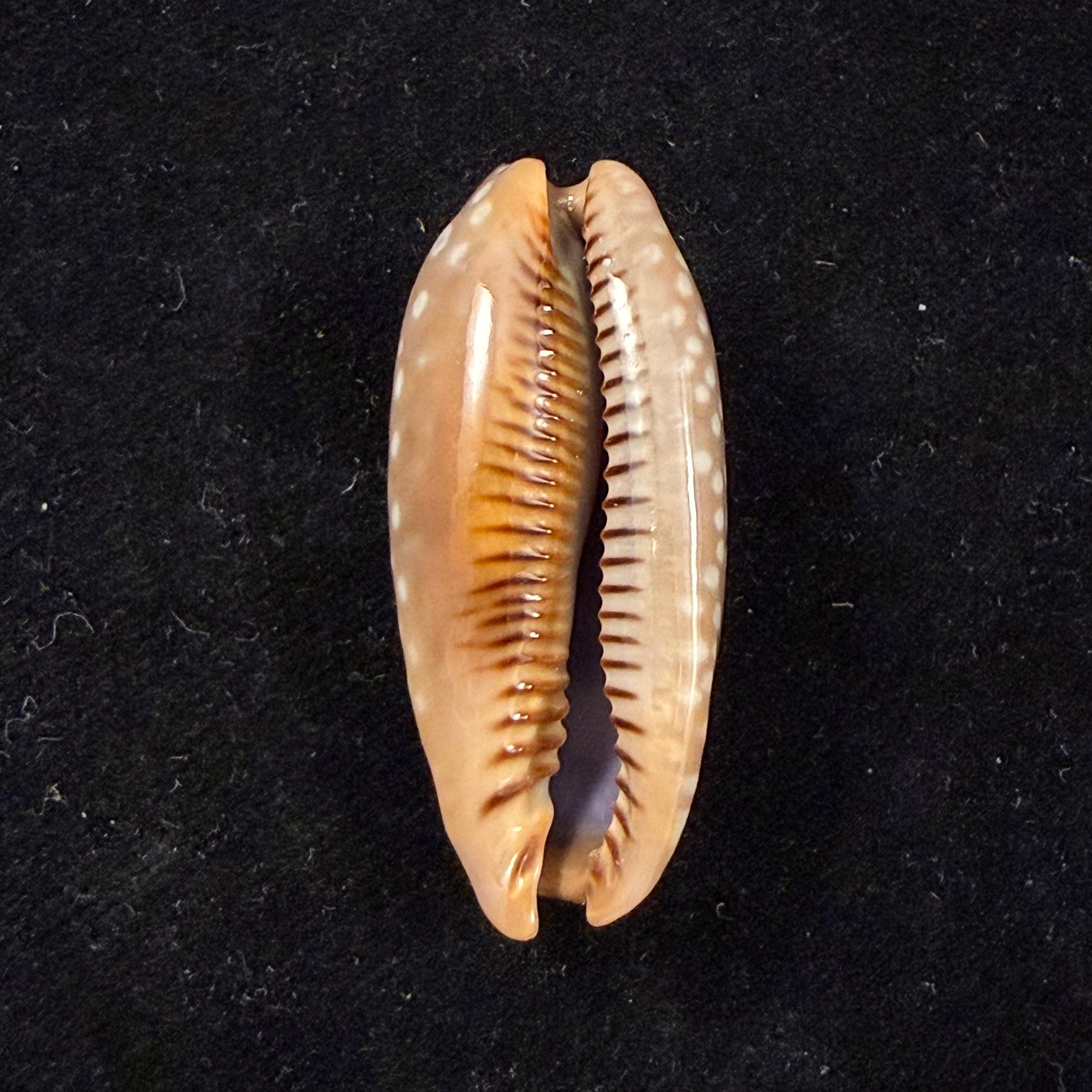 Macrocypraea cervinetta (Kiener, 1844) - 43,7mm