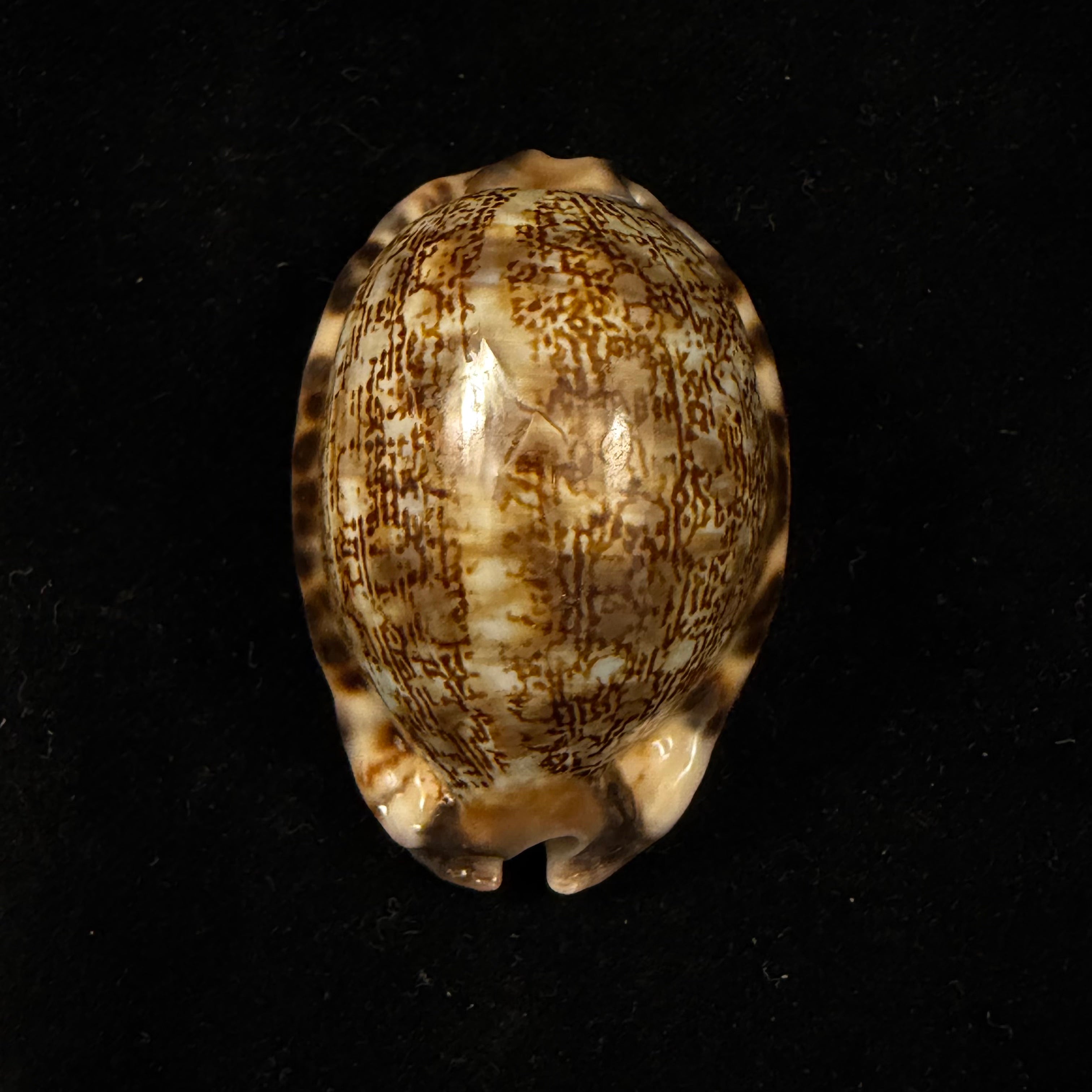 Mauritia gibba vandammei Erdmann, 2021 - 51,5mm