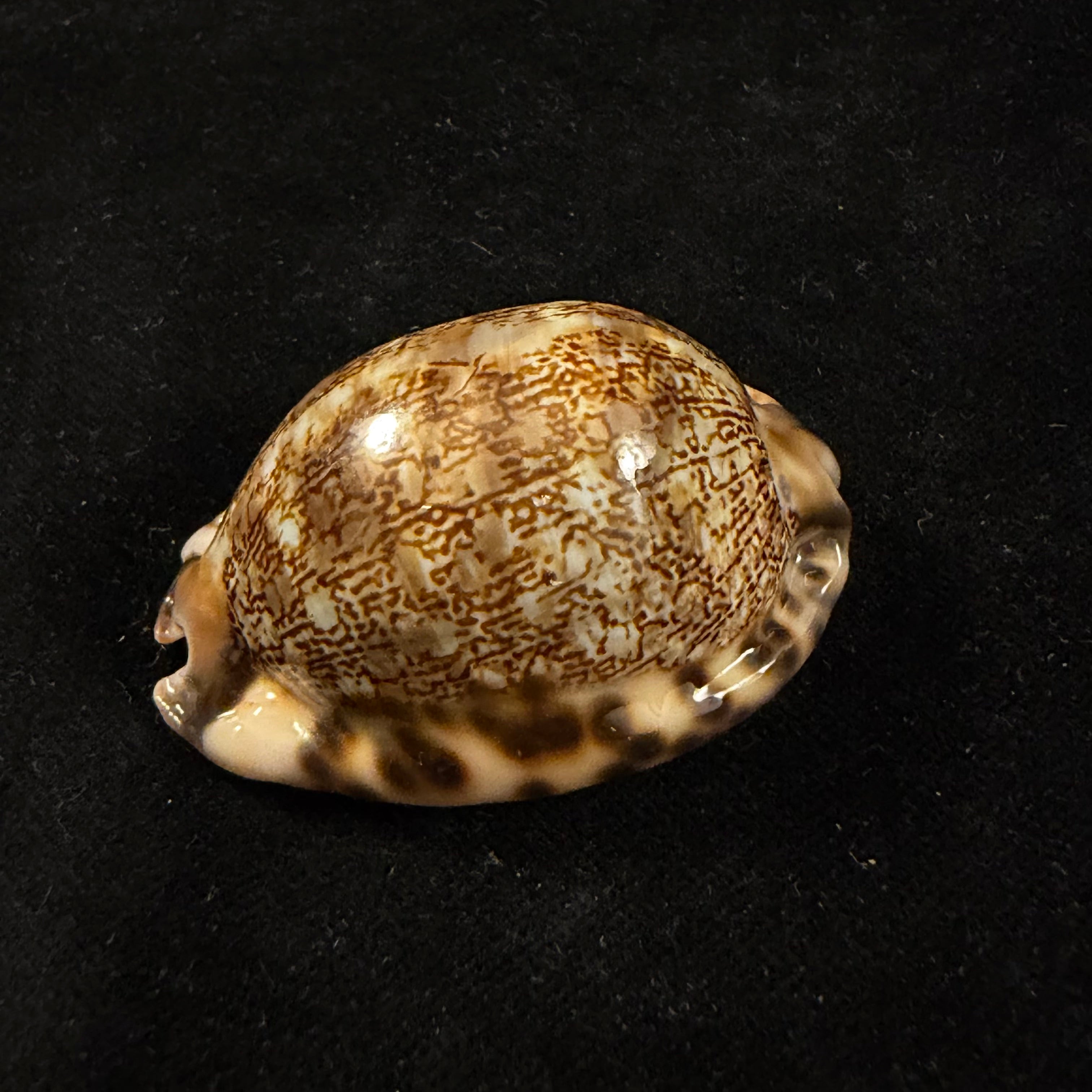 Mauritia gibba vandammei Erdmann, 2021 - 51,5mm
