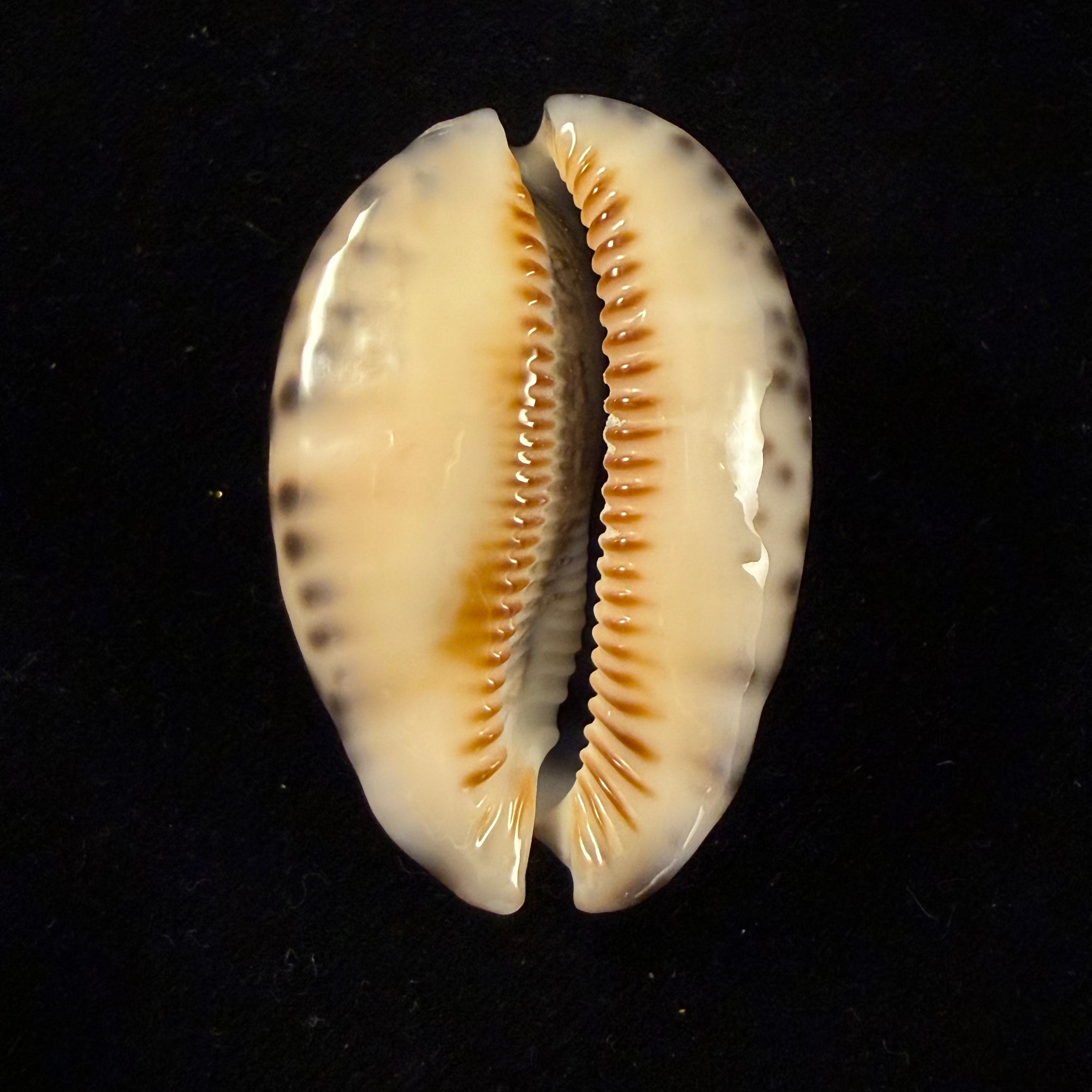 Mauritia gibba vandammei Erdmann, 2021 - 51,5mm