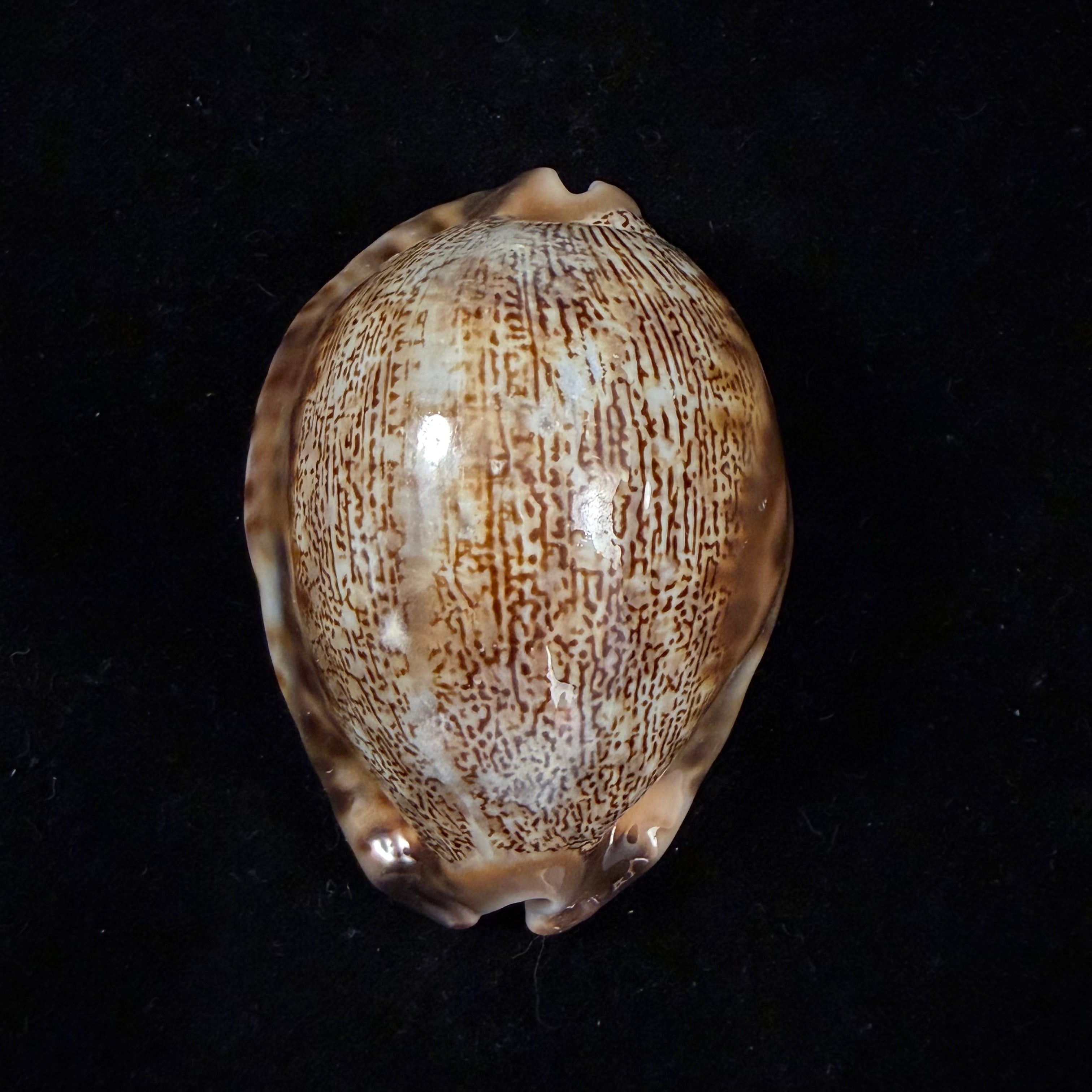 Mauritia arabica asiatica Schilder & Schilder, 1939 - 68,3mm