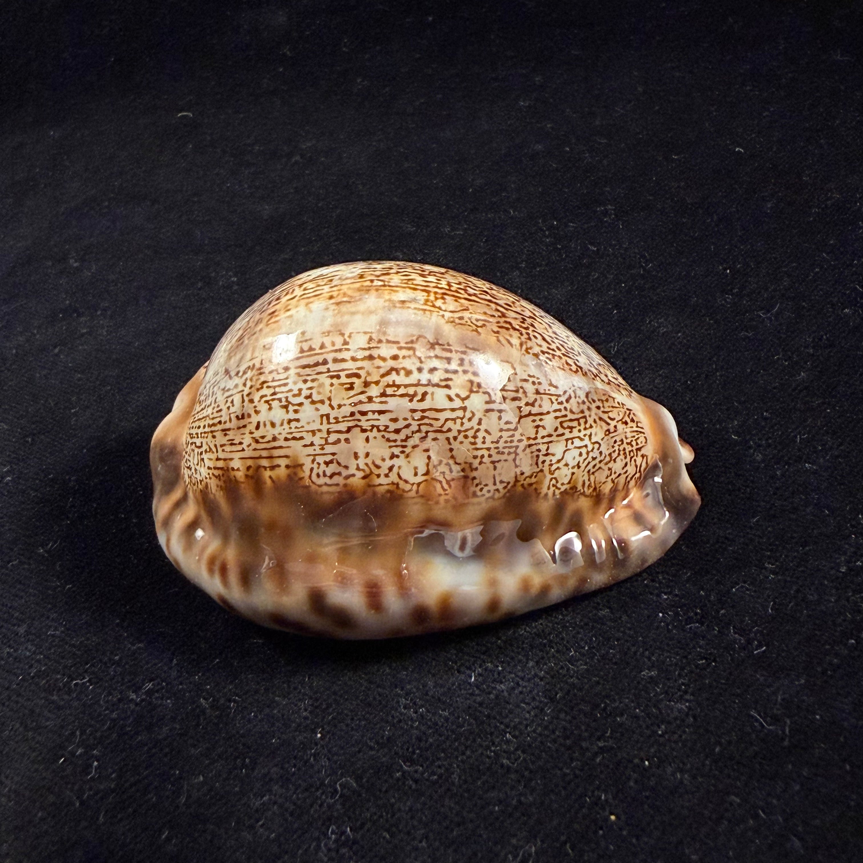 Mauritia arabica asiatica Schilder & Schilder, 1939 - 68,3mm