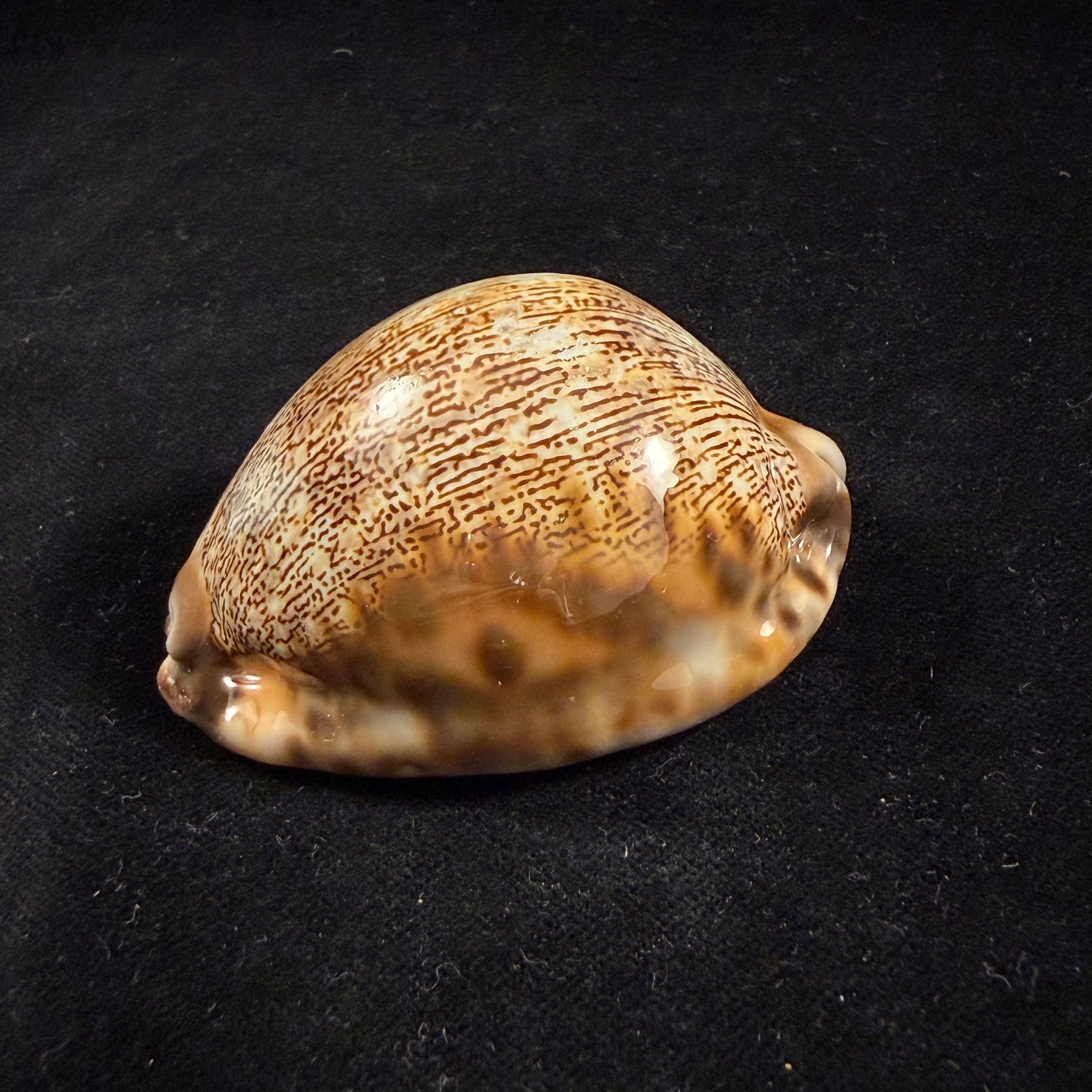 Mauritia arabica asiatica Schilder & Schilder, 1939 - 68,3mm