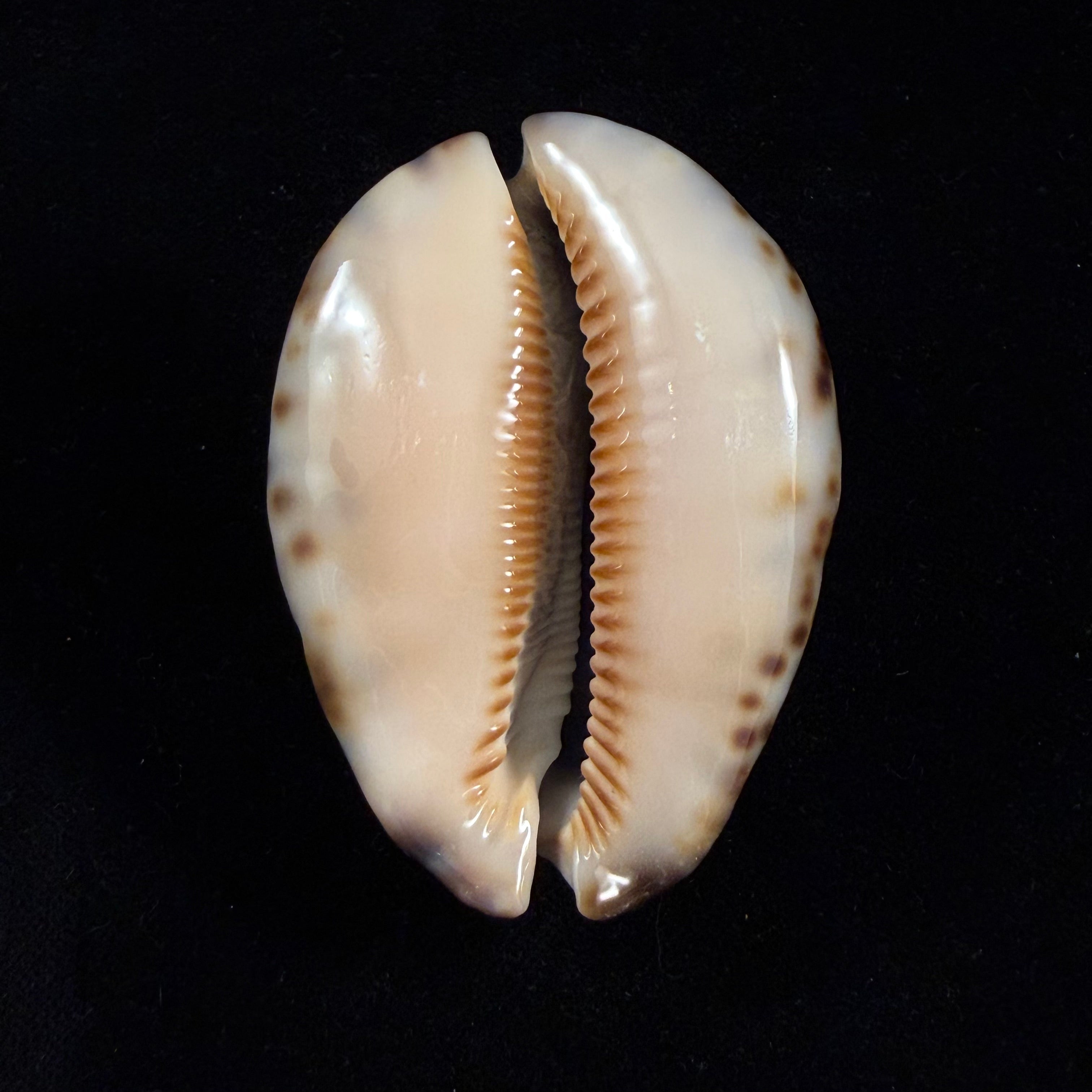 Mauritia arabica asiatica Schilder & Schilder, 1939 - 68,3mm
