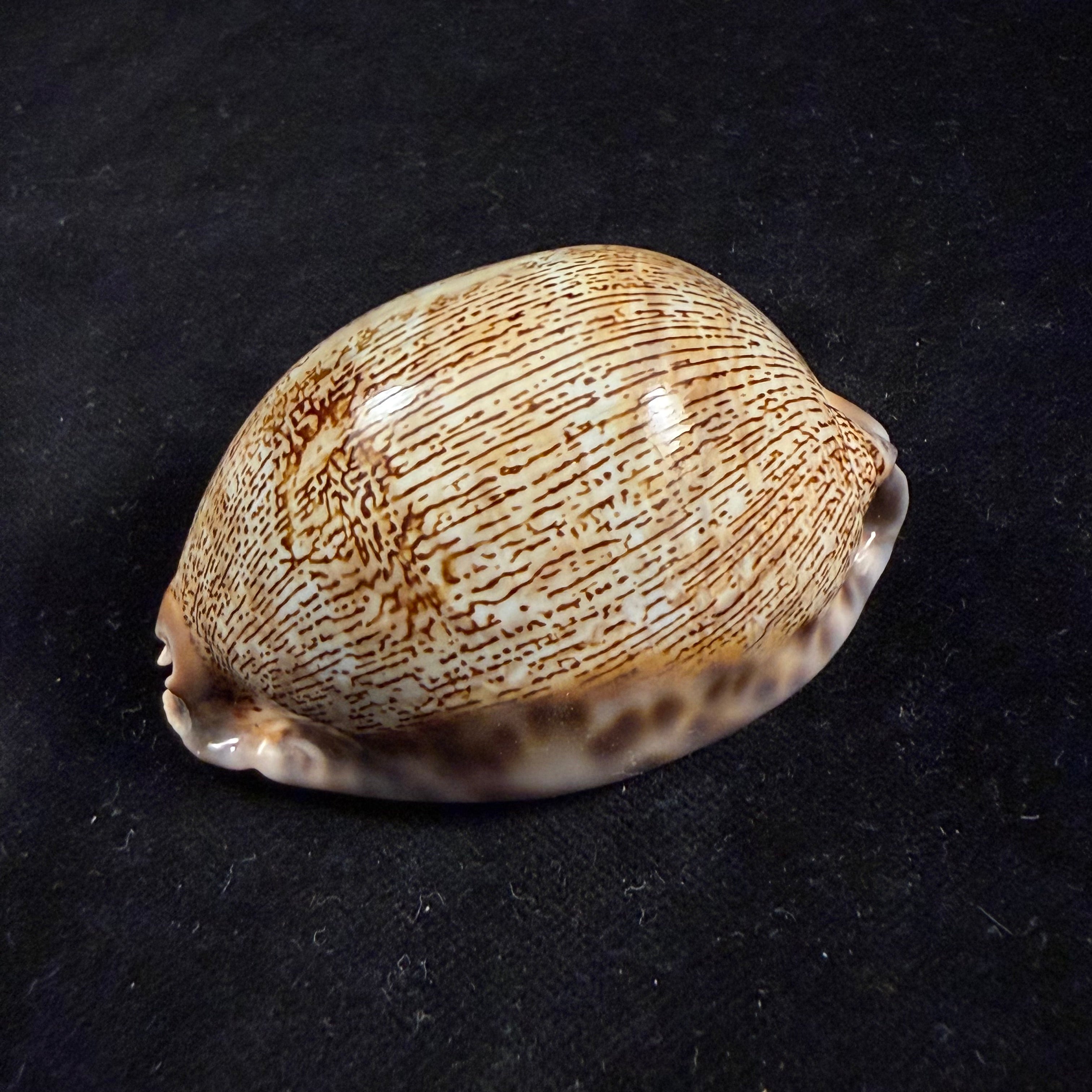 Mauritia arabica asiatica Schilder & Schilder, 1939 - 66,4mm