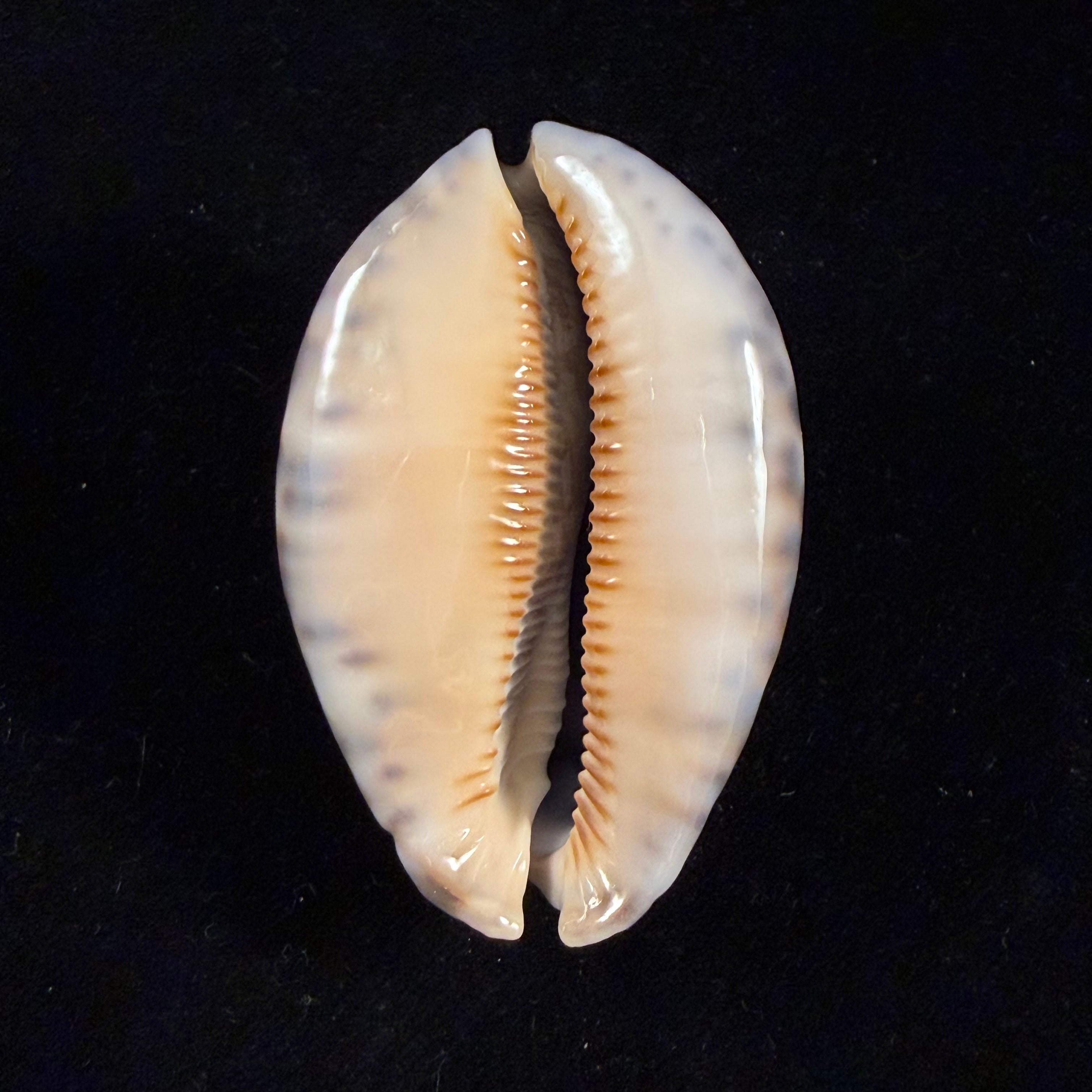 Mauritia arabica asiatica Schilder & Schilder, 1939 - 66,4mm