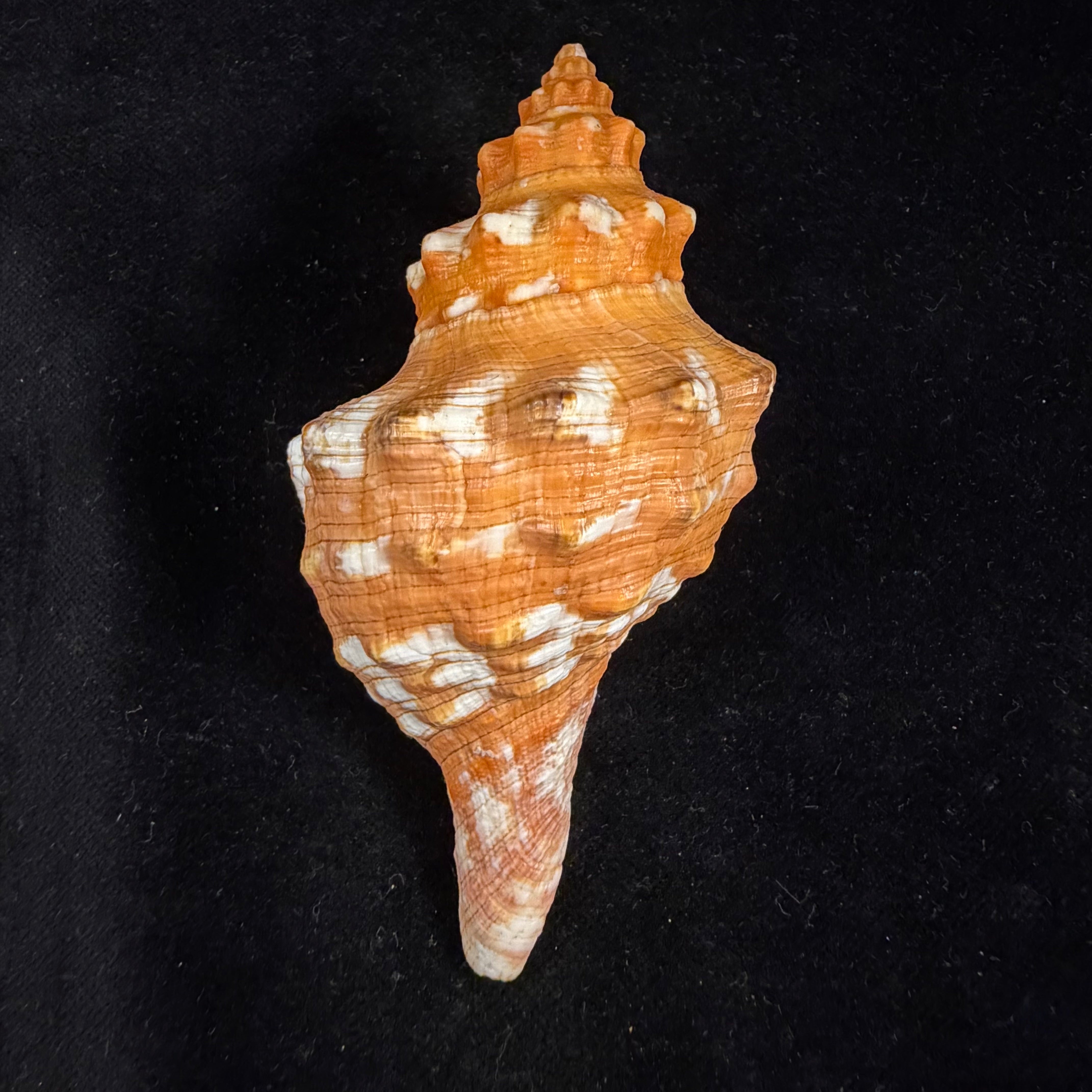 Aurantilaria aurantiaca (Lamarck, 1816) - 96,7mm