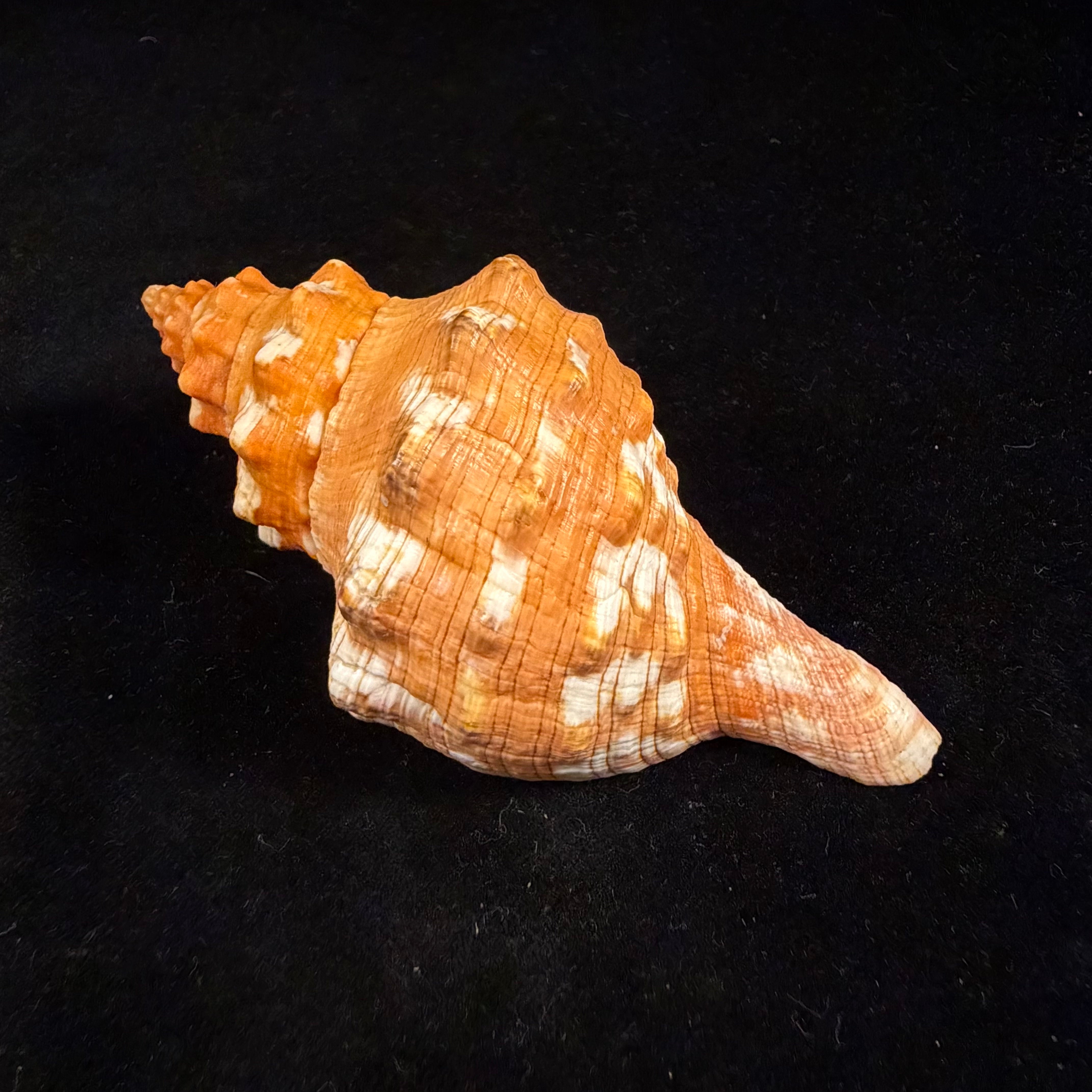 Aurantilaria aurantiaca (Lamarck, 1816) - 96,7mm