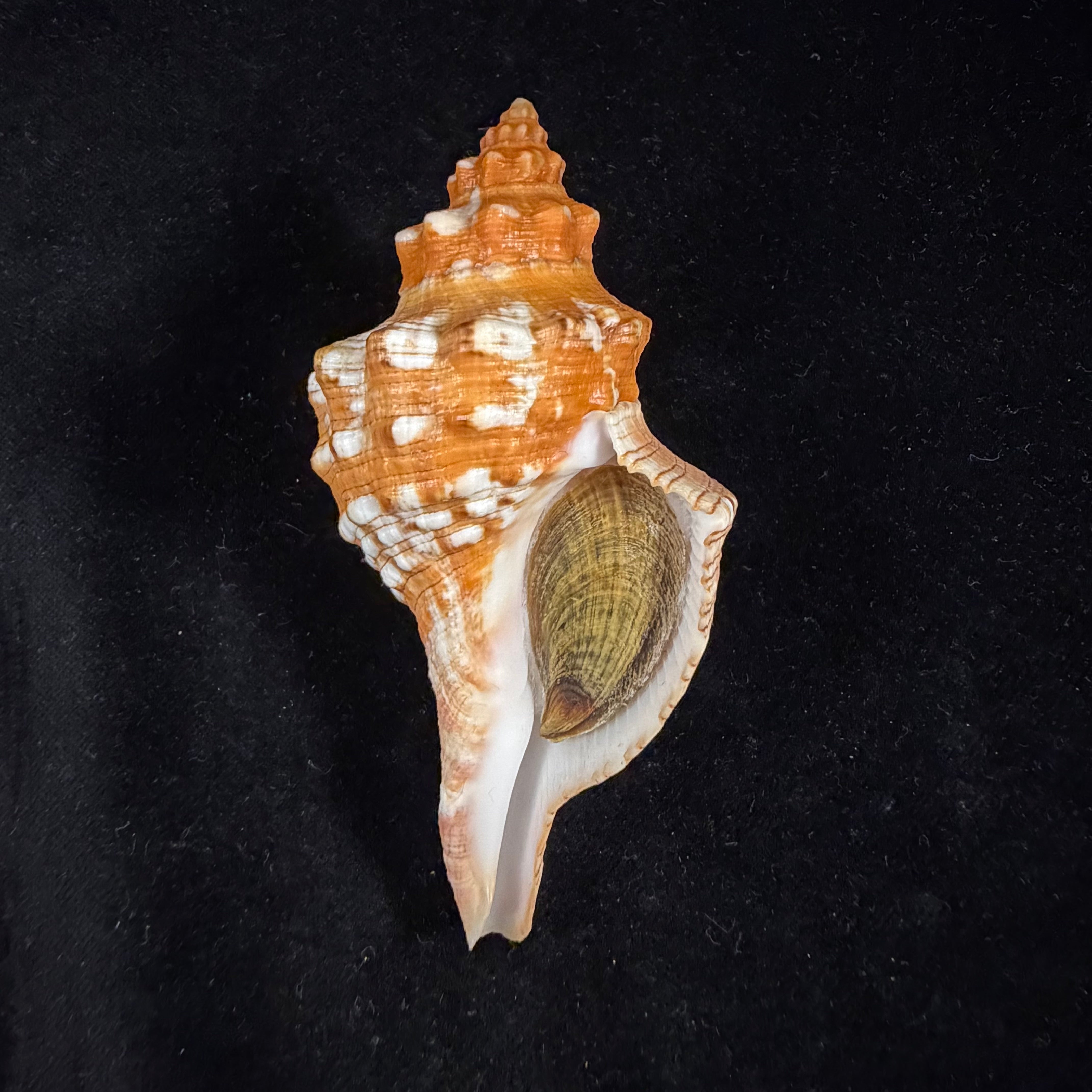 Aurantilaria aurantiaca (Lamarck, 1816) - 96,7mm
