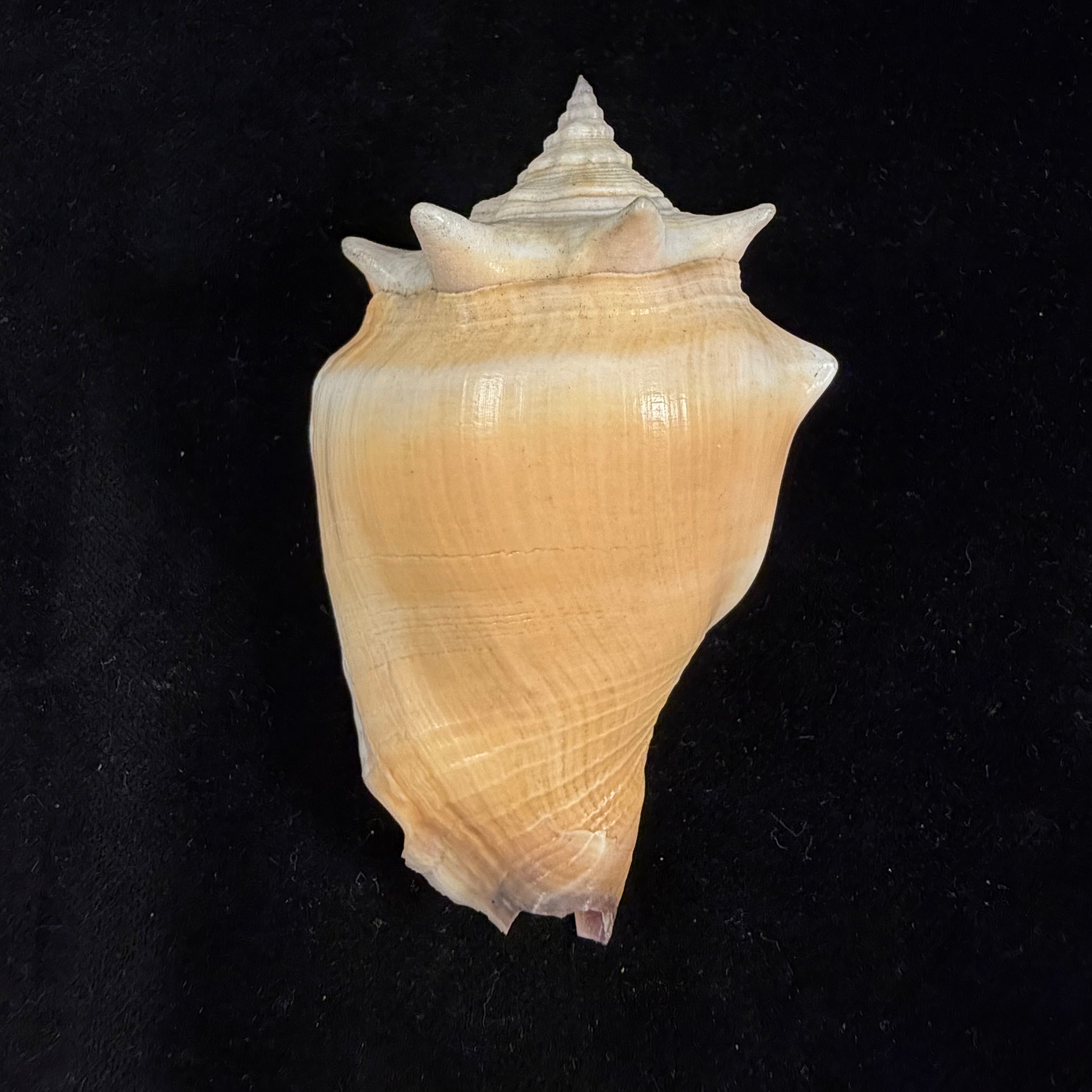Strombus pugilis worki Petuch, 1993 - 81,2mm