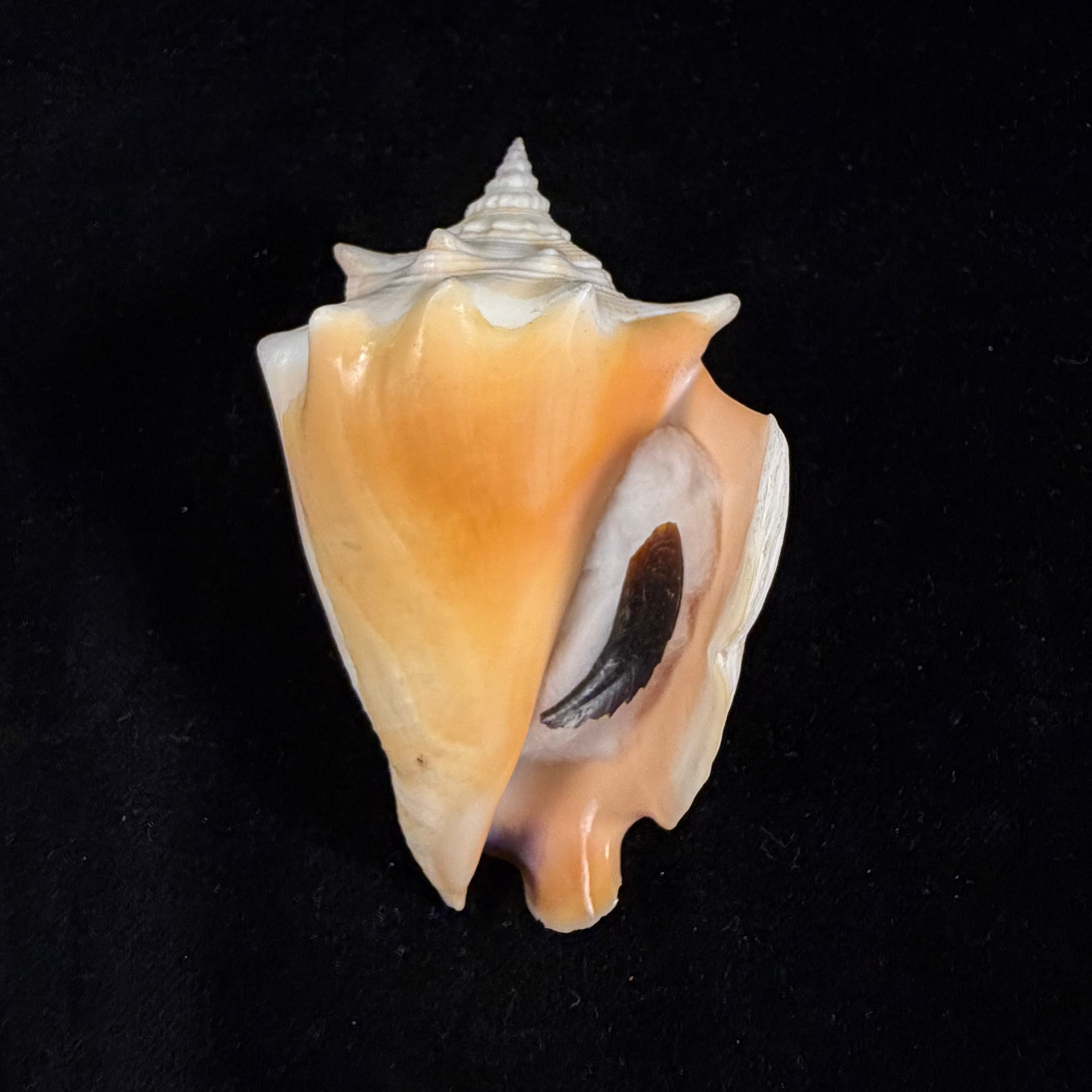 Strombus pugilis worki Petuch, 1993 - 81,2mm