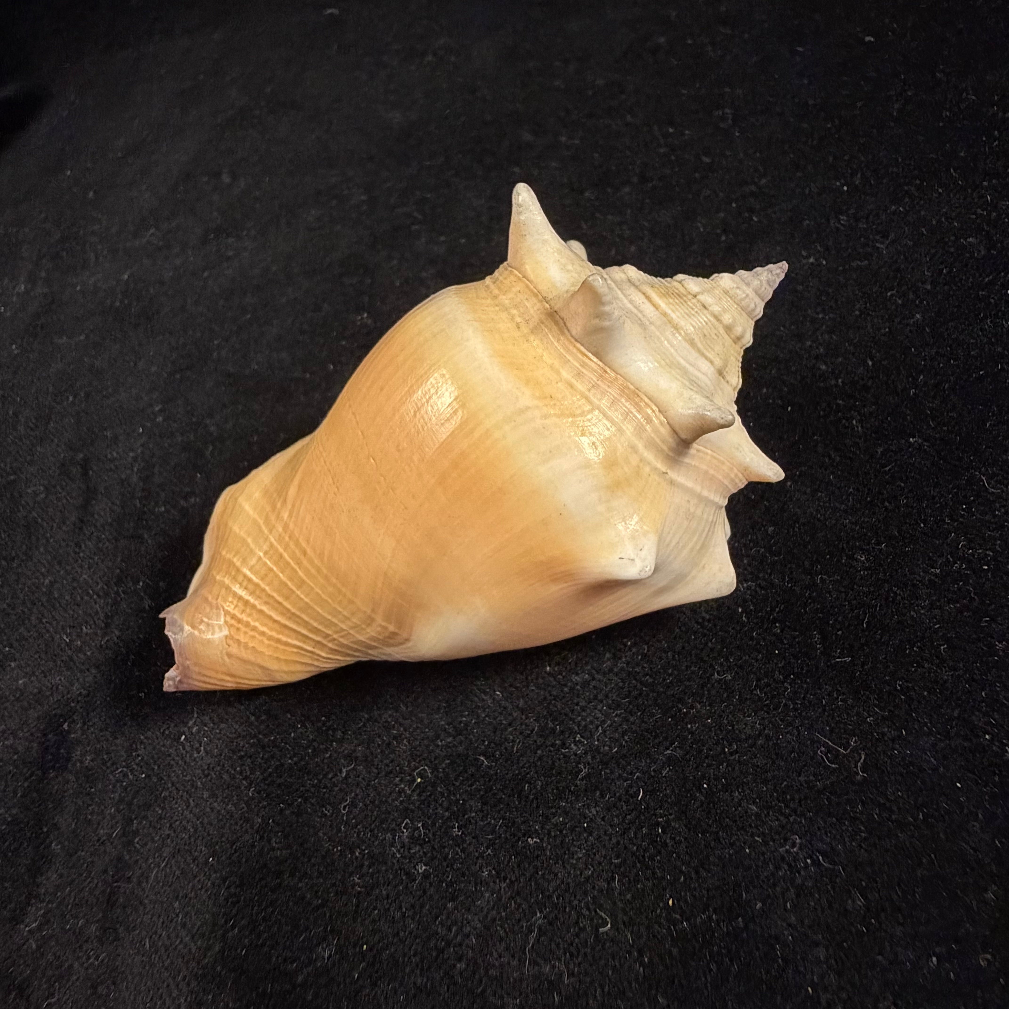 Strombus pugilis worki Petuch, 1993 - 81,2mm