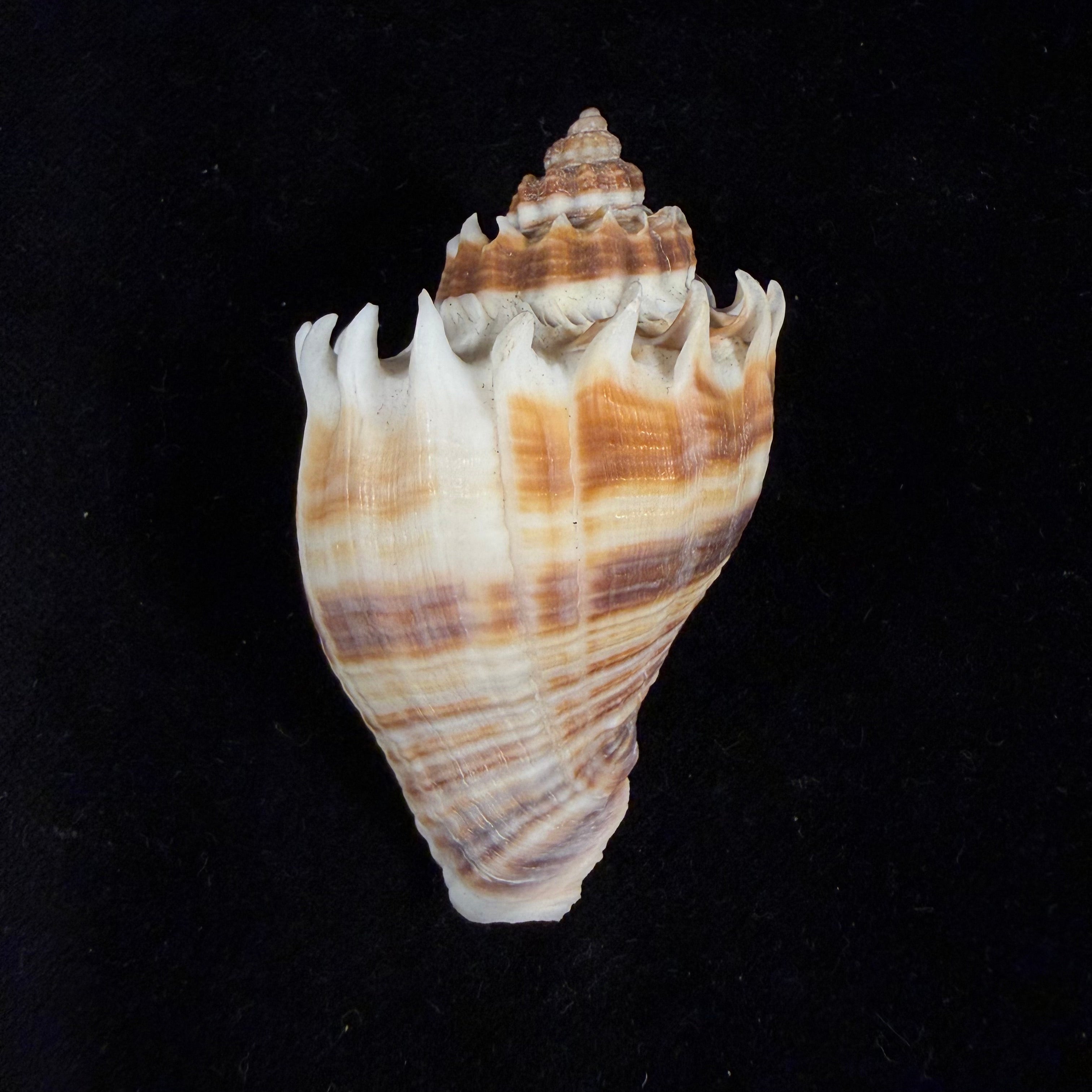Melongena corona (Gmelin, 1791) - 62,7mm