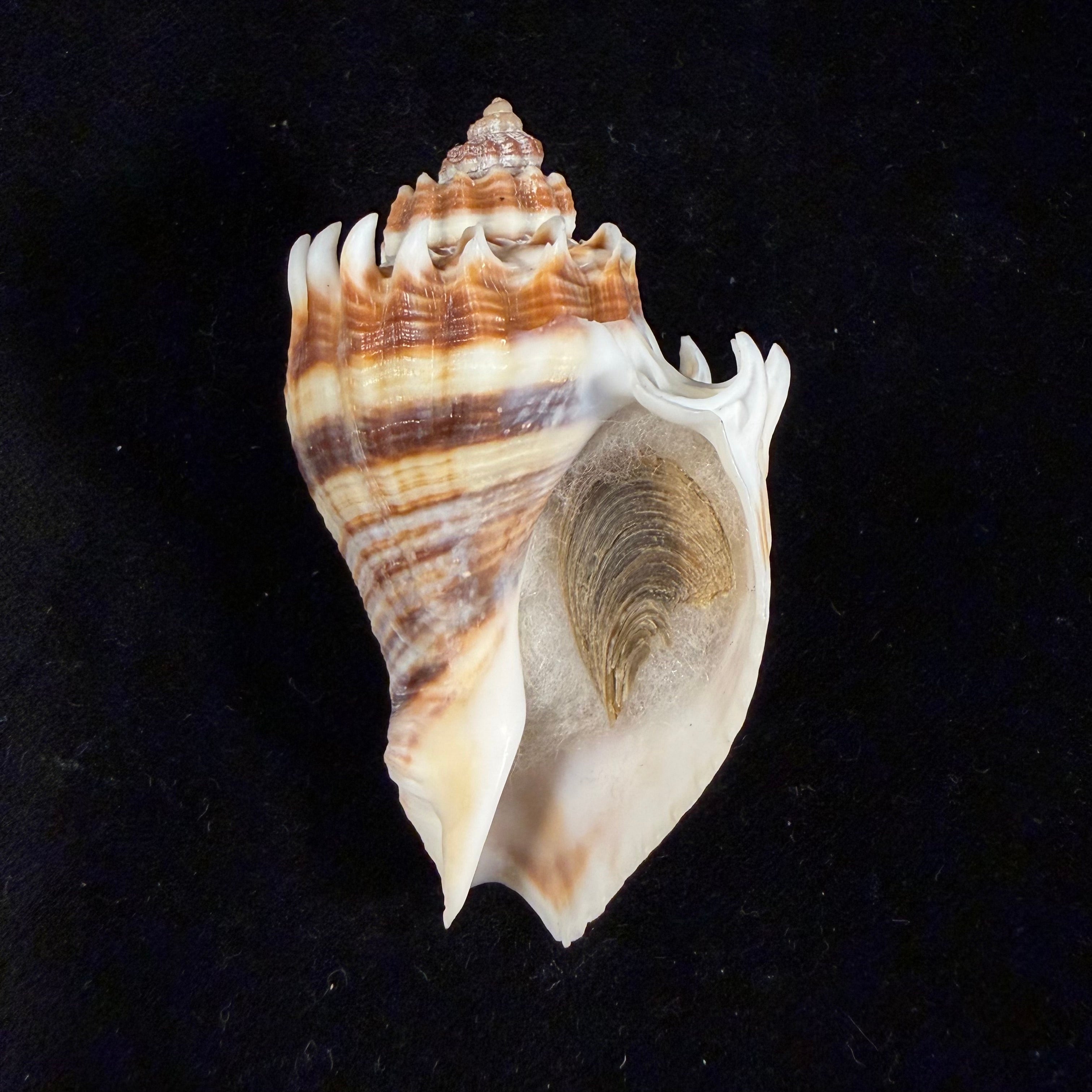 Melongena corona (Gmelin, 1791) - 62,7mm