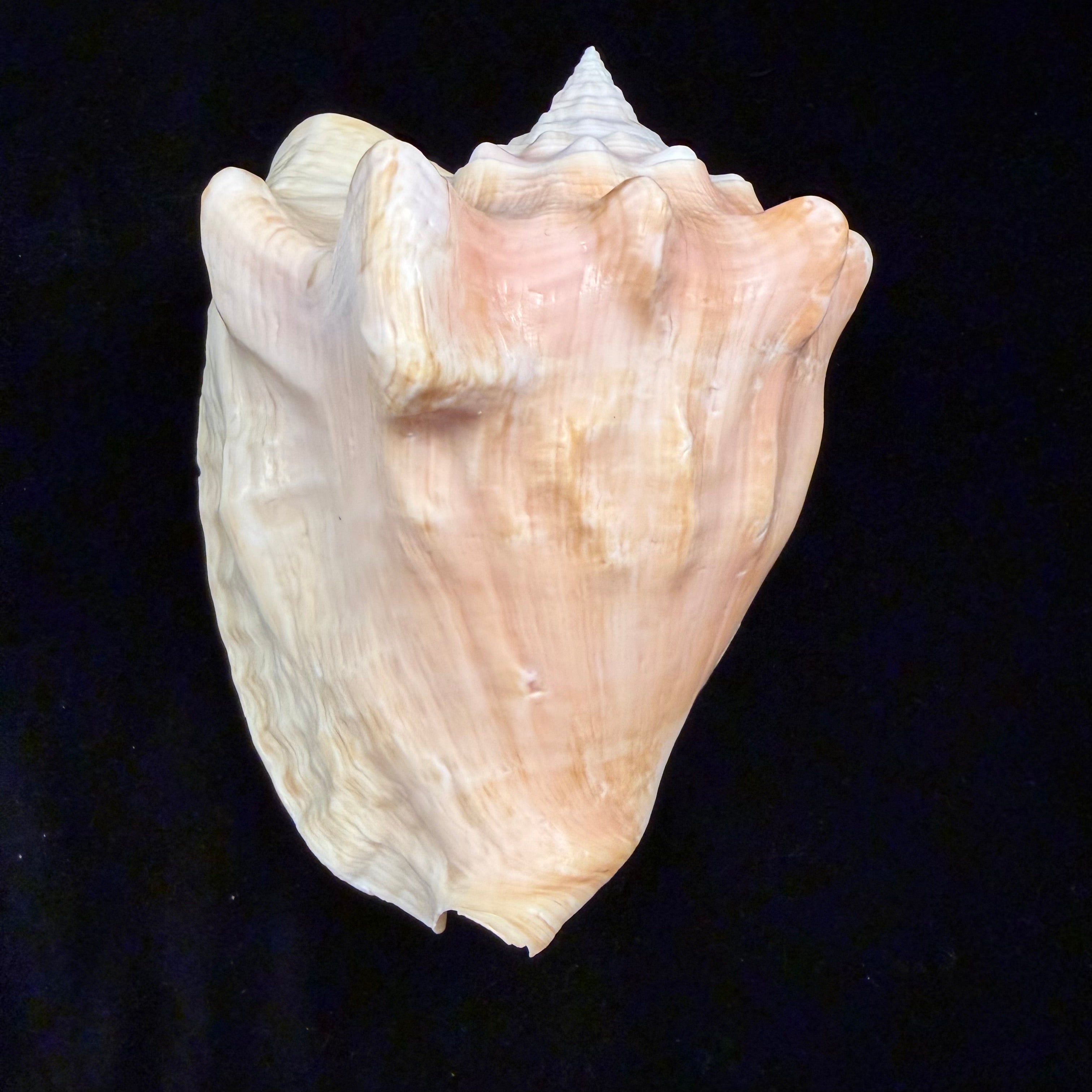 Macrostrombus costatus (Gmelin, 1791)- 151,5mm