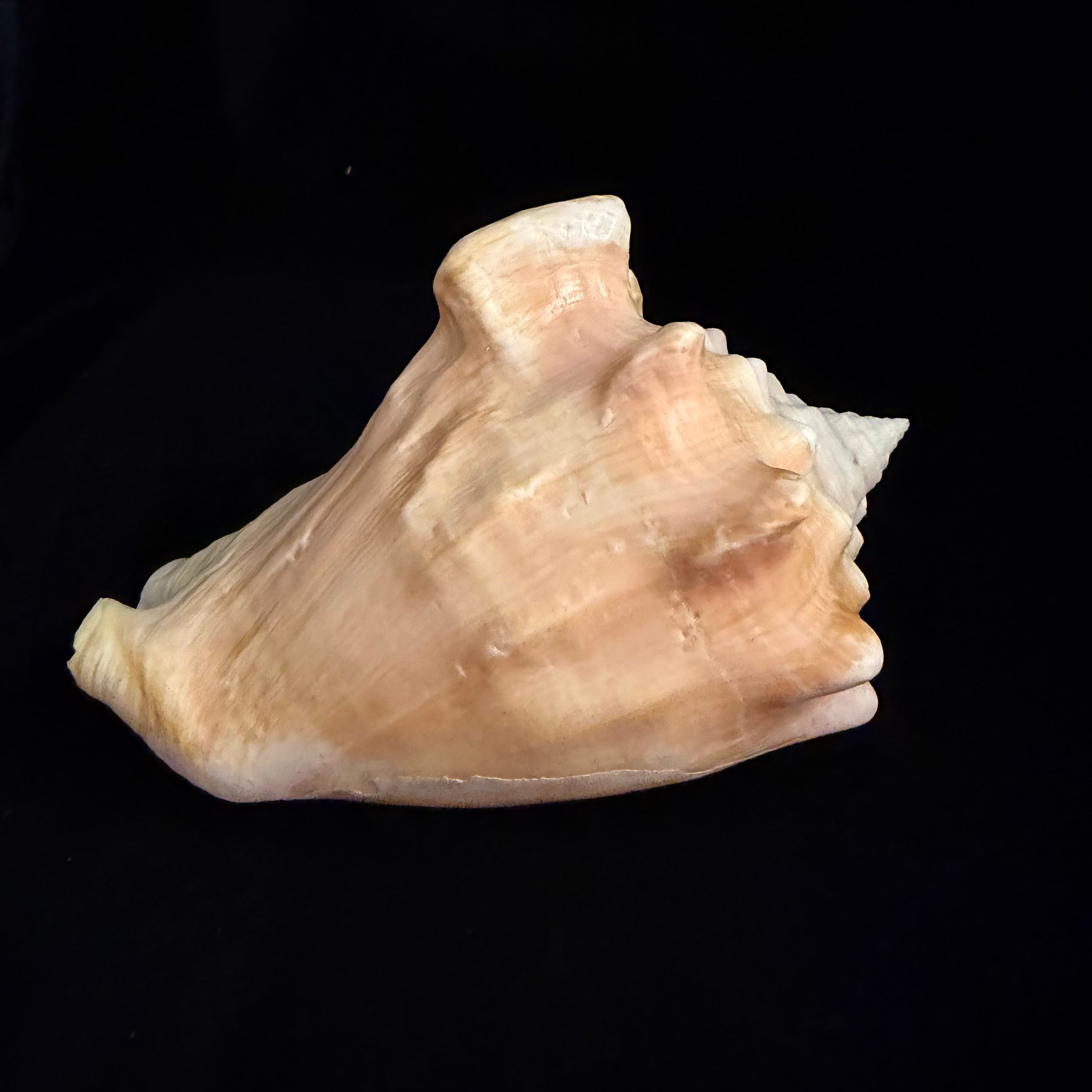 Macrostrombus costatus (Gmelin, 1791)- 151,5mm