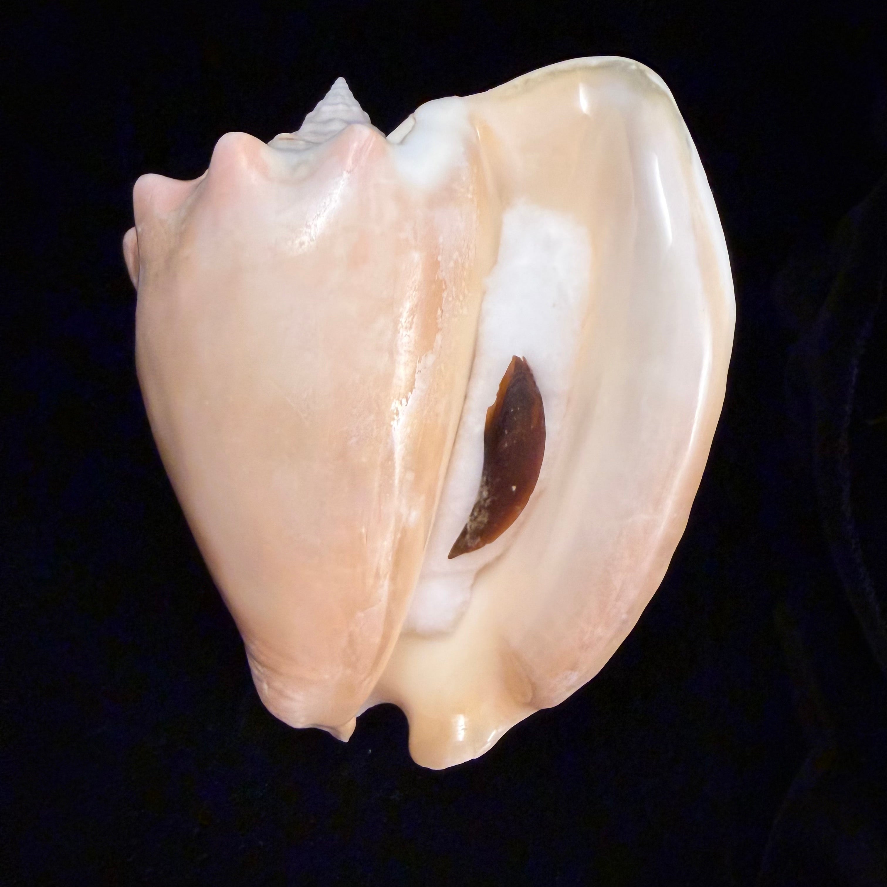 Macrostrombus costatus (Gmelin, 1791)- 151,5mm