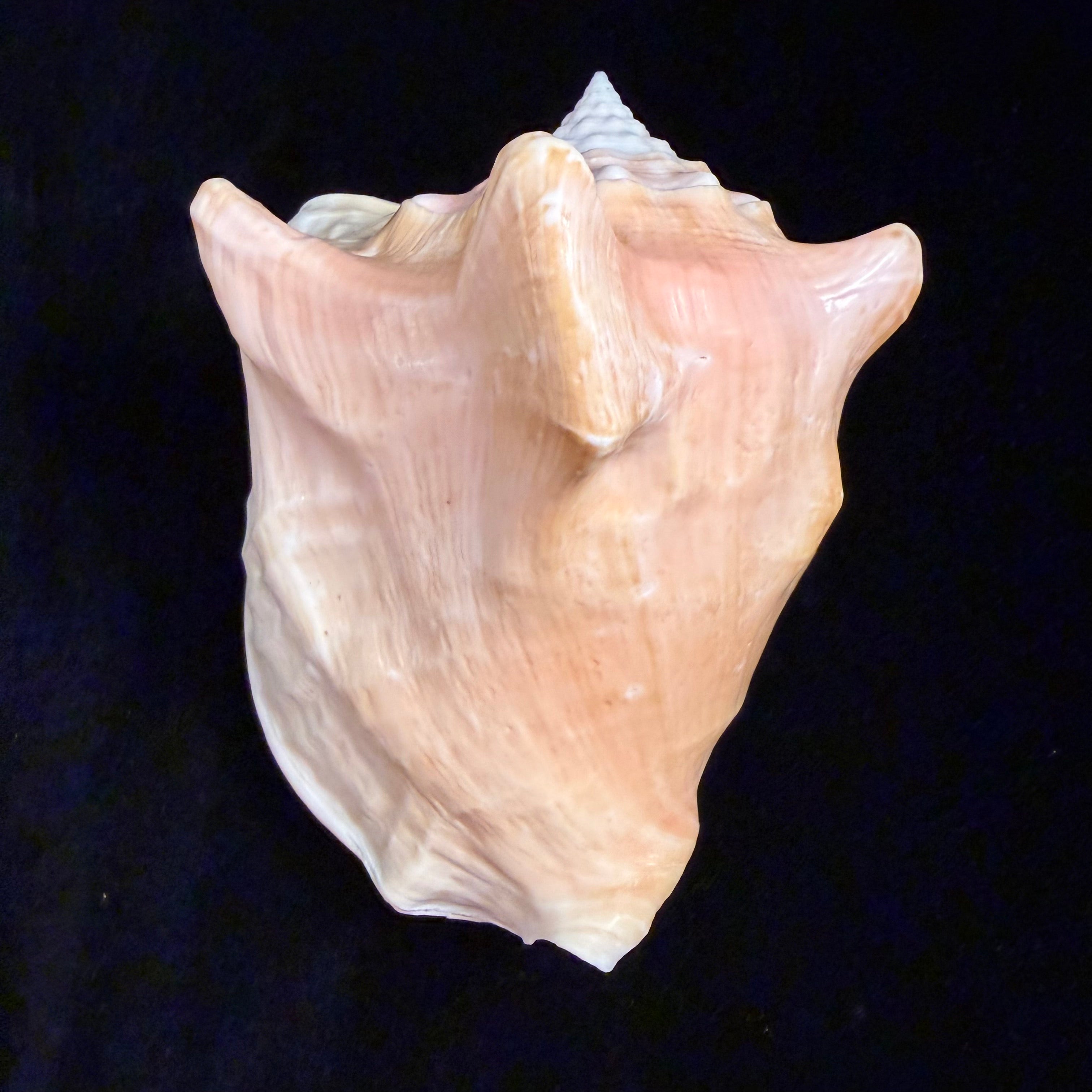 Macrostrombus costatus (Gmelin, 1791)- 136,3mm