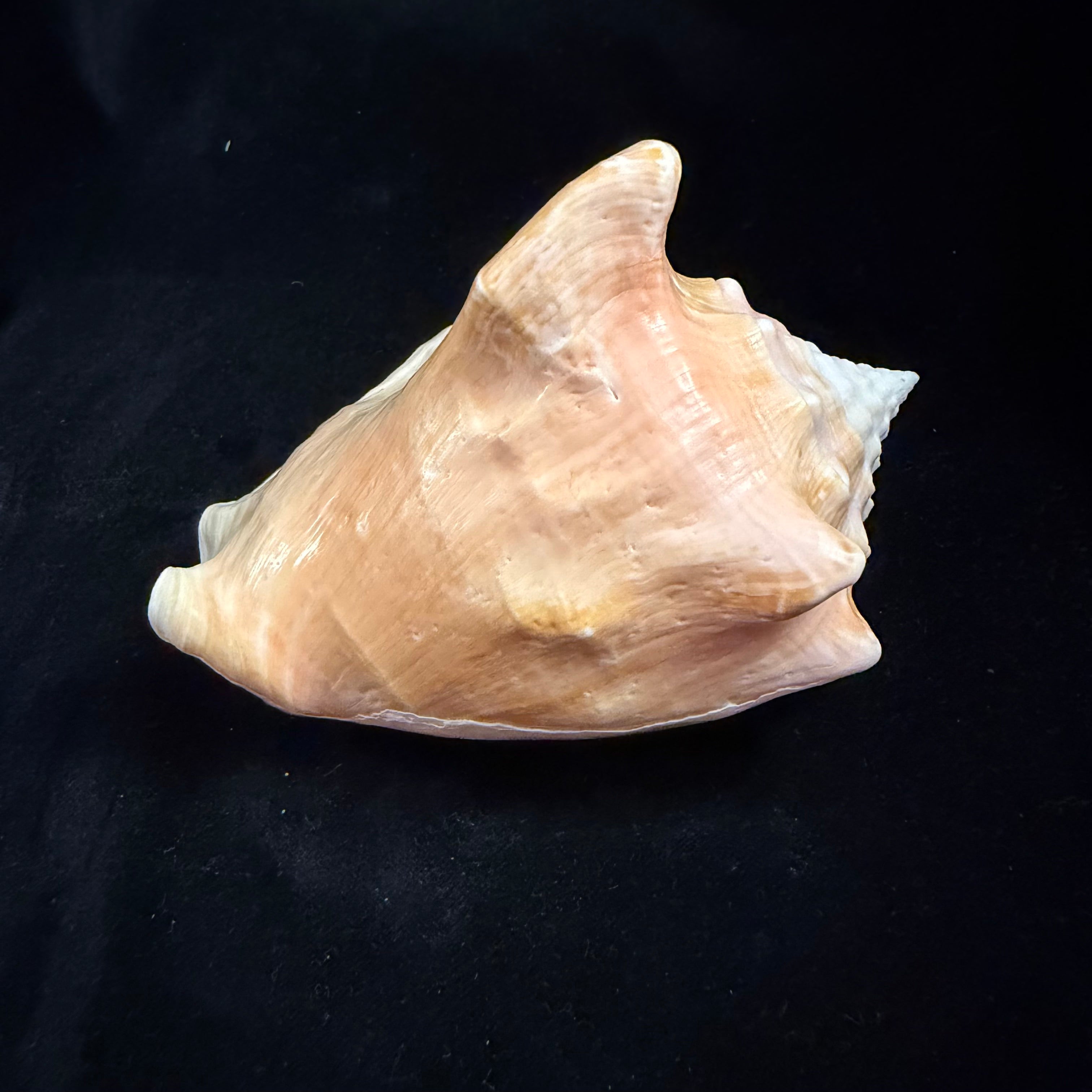 Macrostrombus costatus (Gmelin, 1791)- 136,3mm