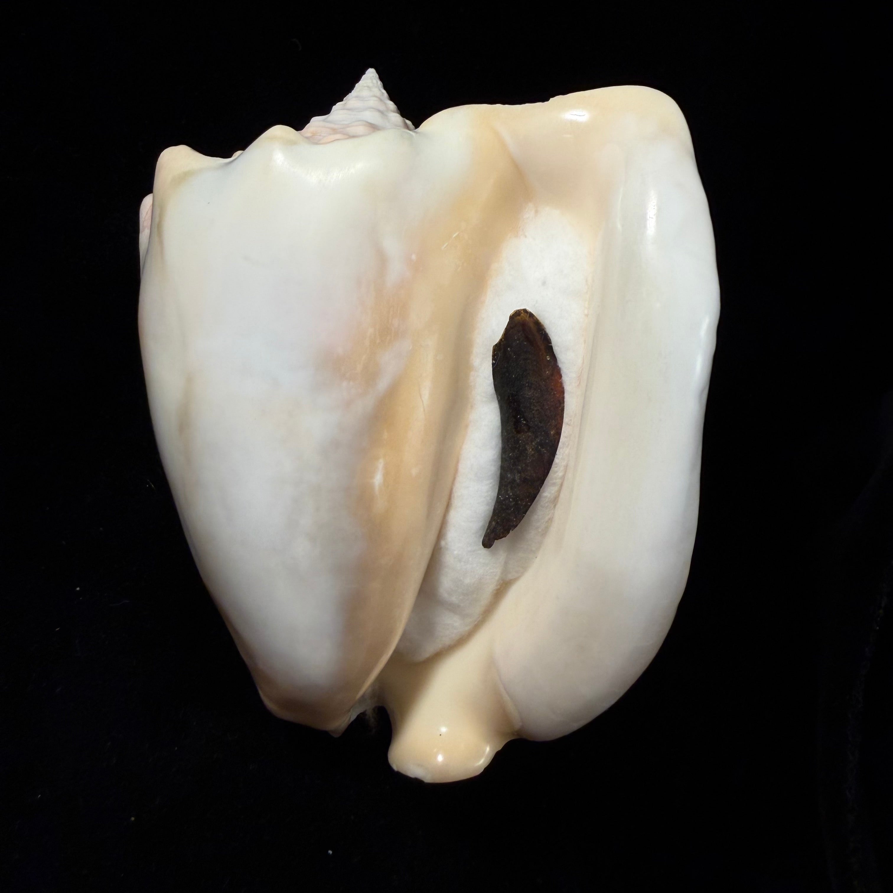 Macrostrombus costatus (Gmelin, 1791)- 136,3mm