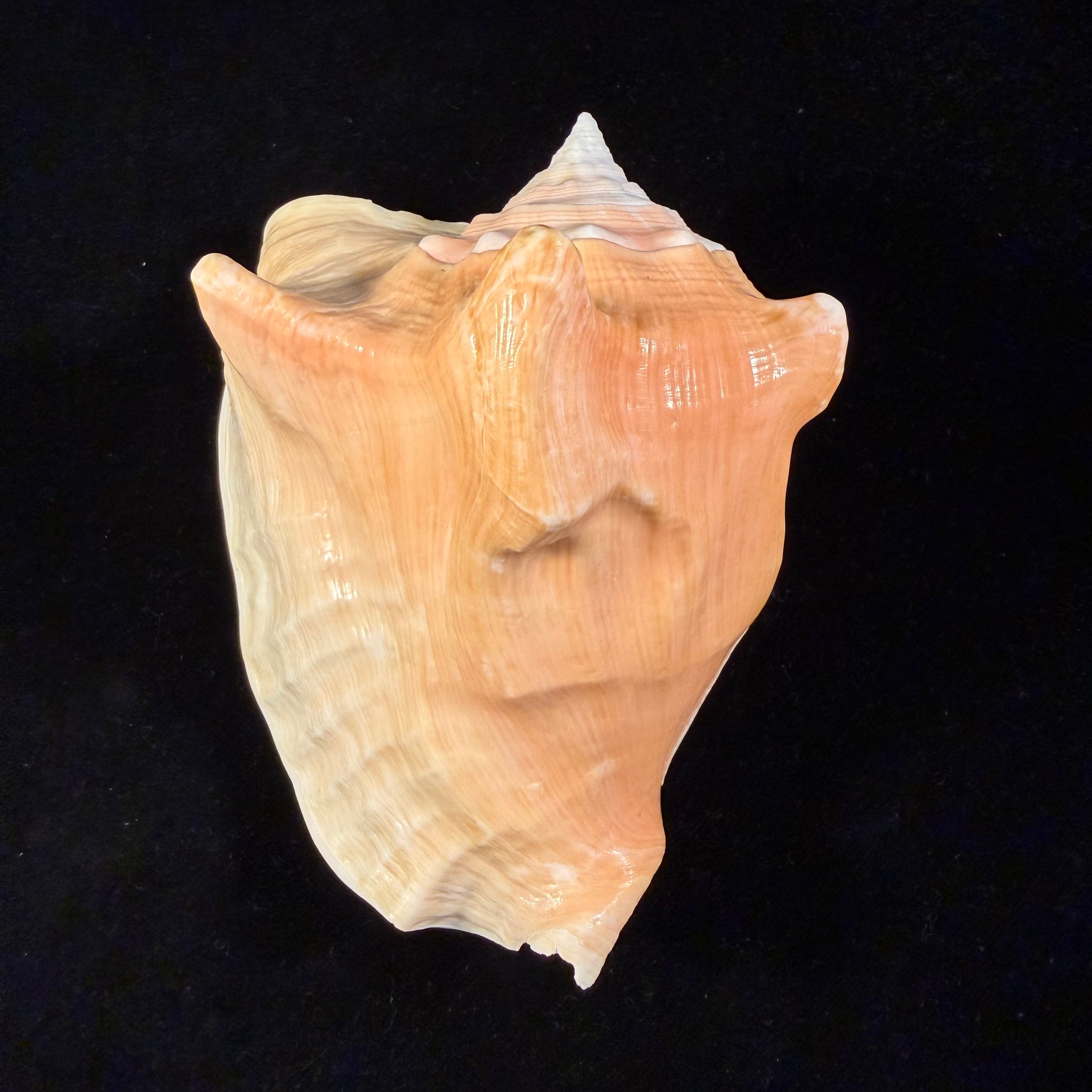 Macrostrombus costatus (Gmelin, 1791)- 128,8mm