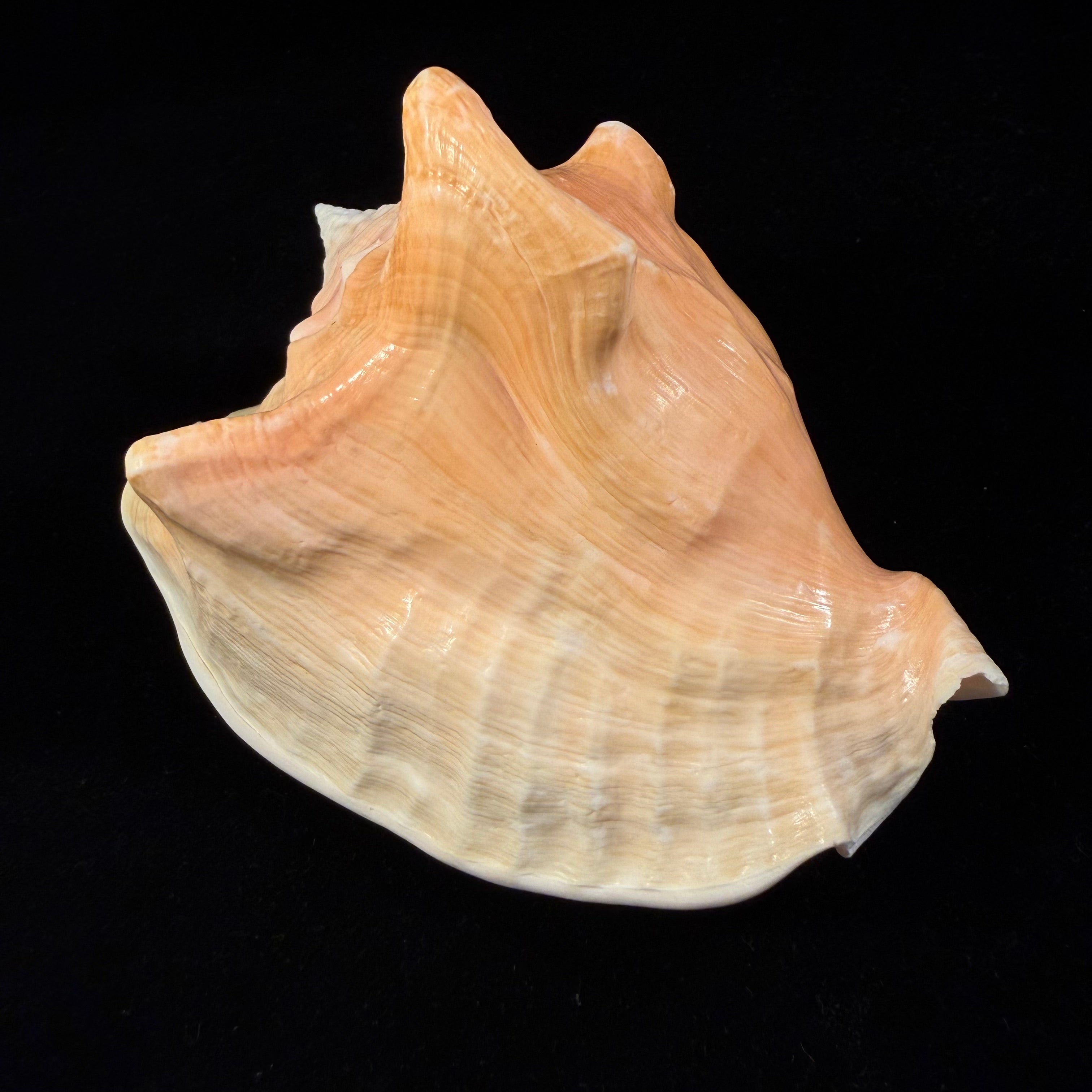Macrostrombus costatus (Gmelin, 1791)- 128,8mm