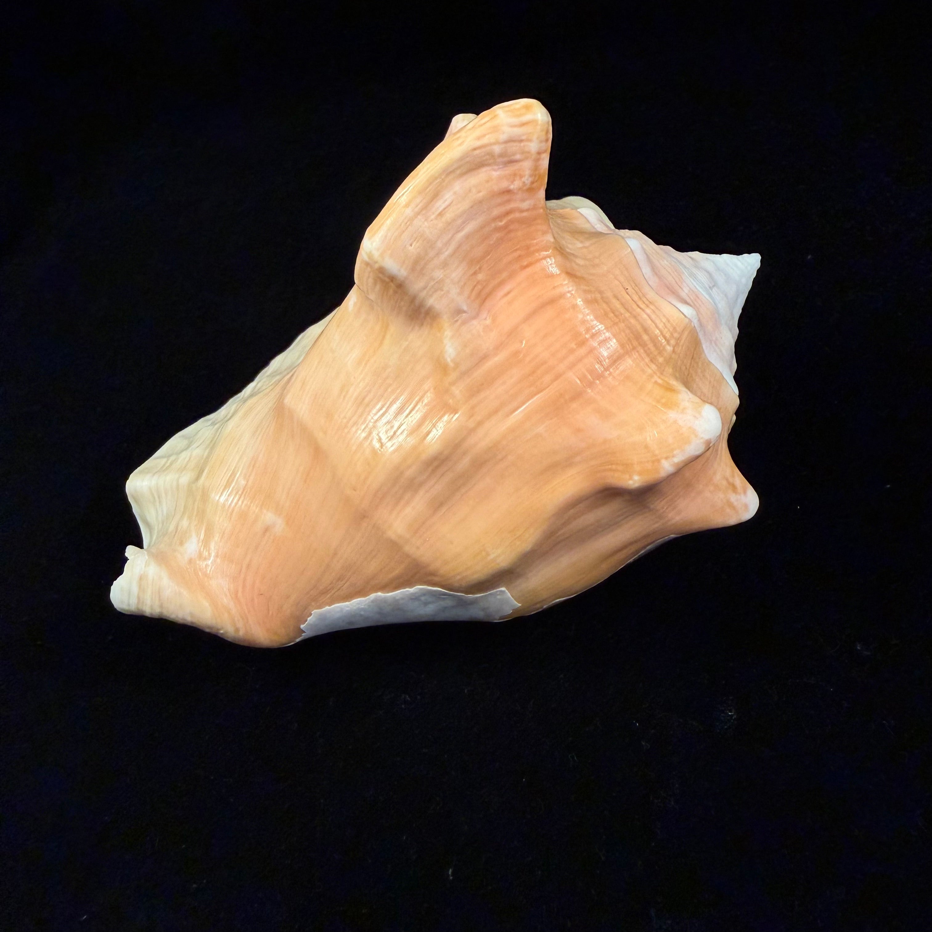 Macrostrombus costatus (Gmelin, 1791)- 128,8mm