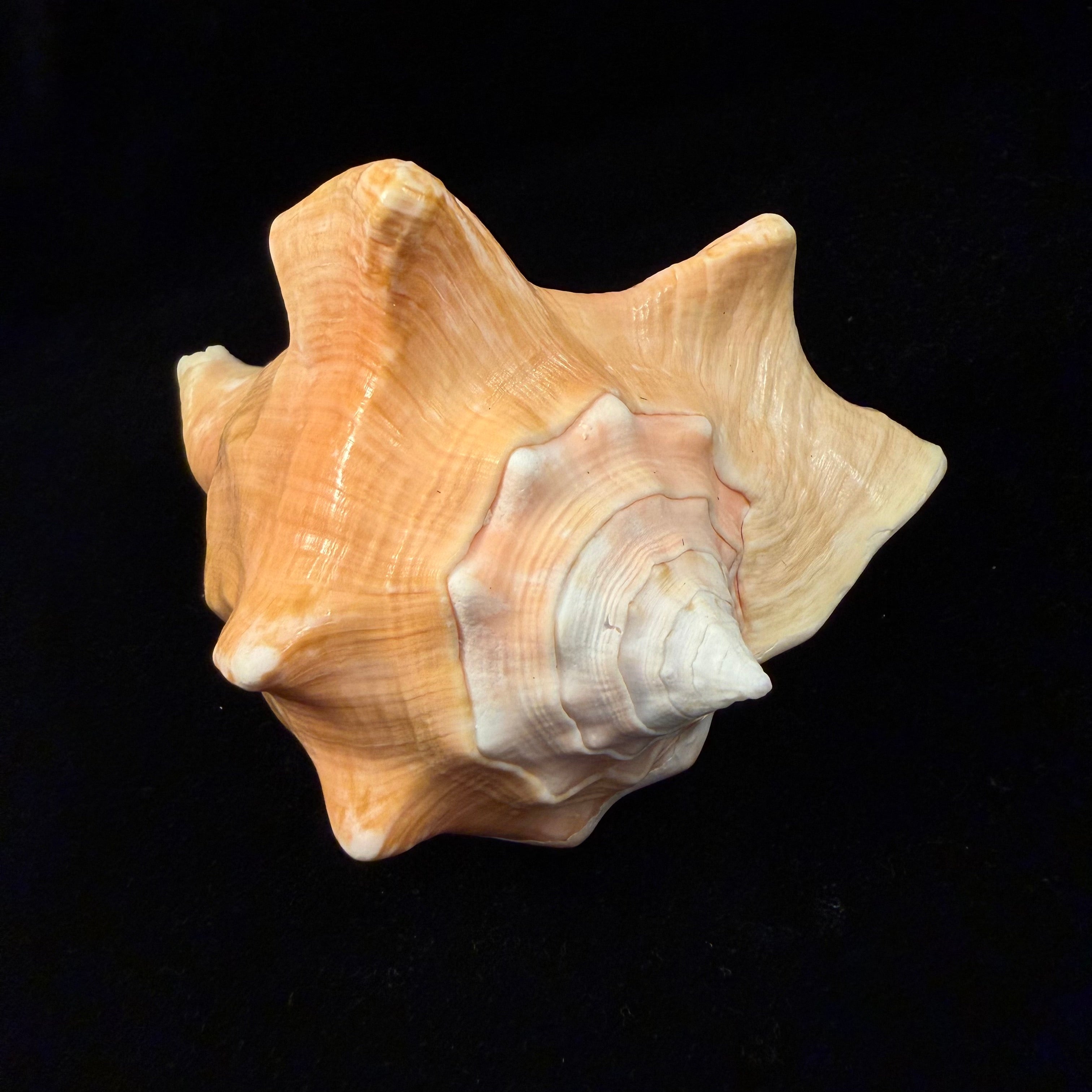 Macrostrombus costatus (Gmelin, 1791)- 128,8mm
