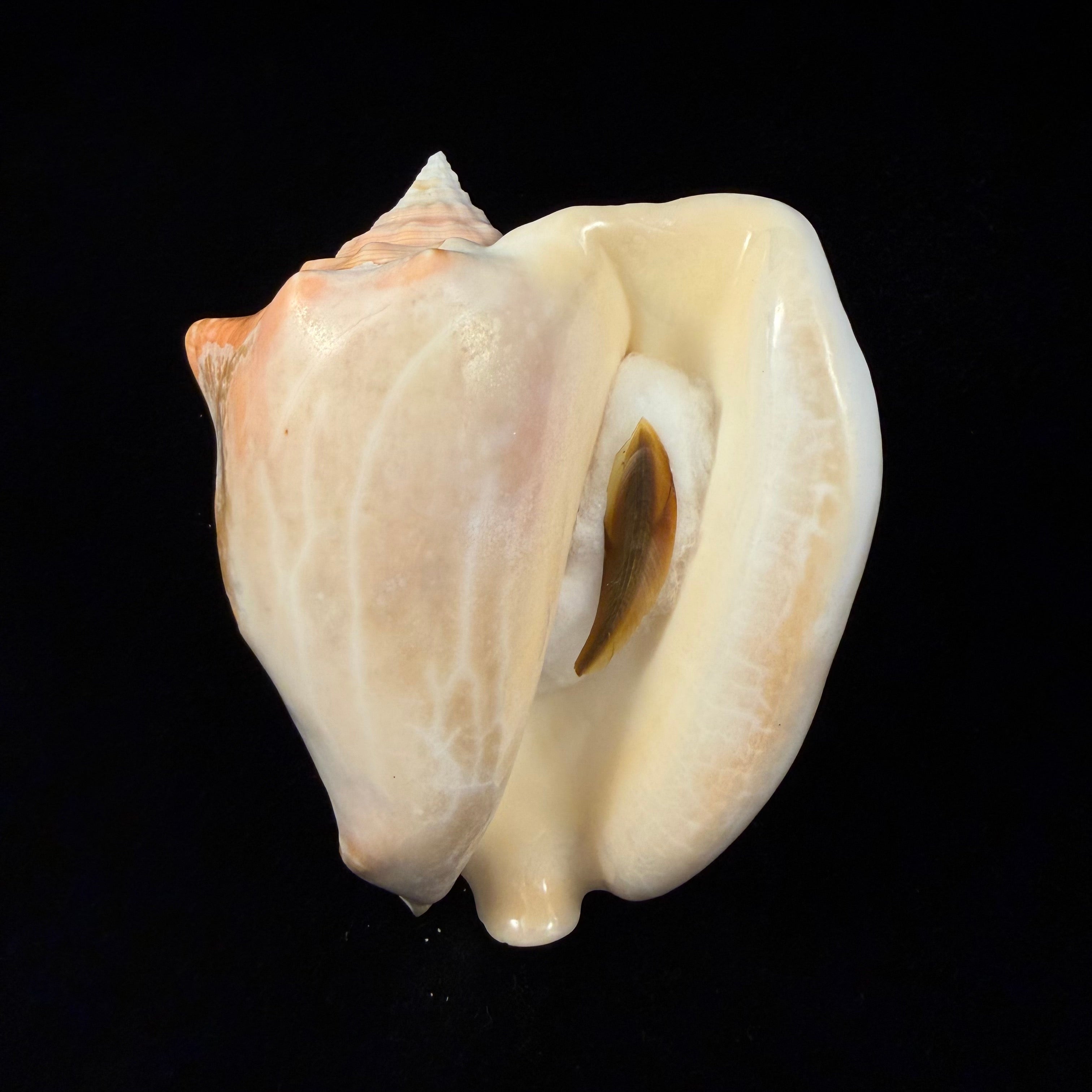 Macrostrombus costatus (Gmelin, 1791)- 128,8mm