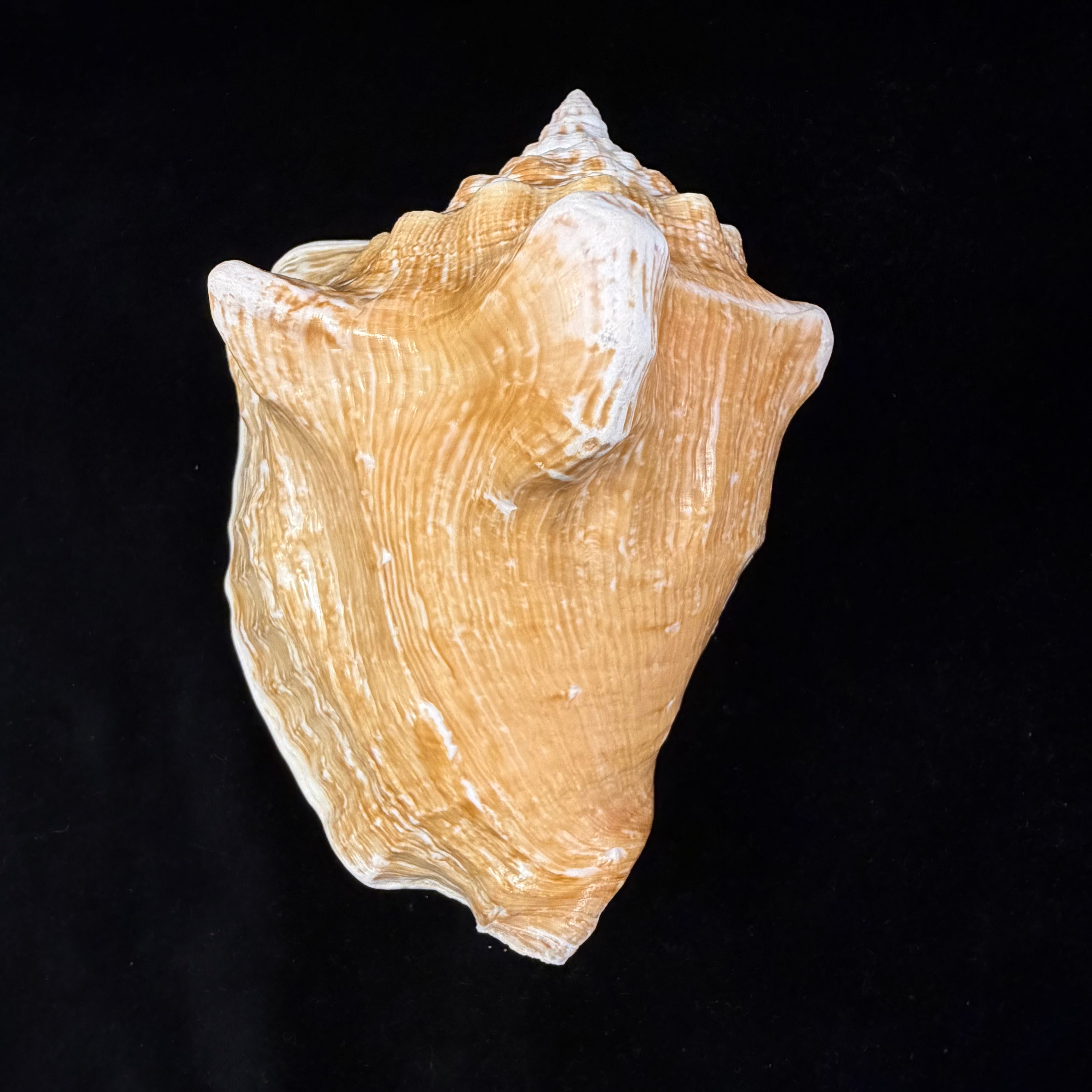 Macrostrombus costatus (Gmelin, 1791)- 152,7mm