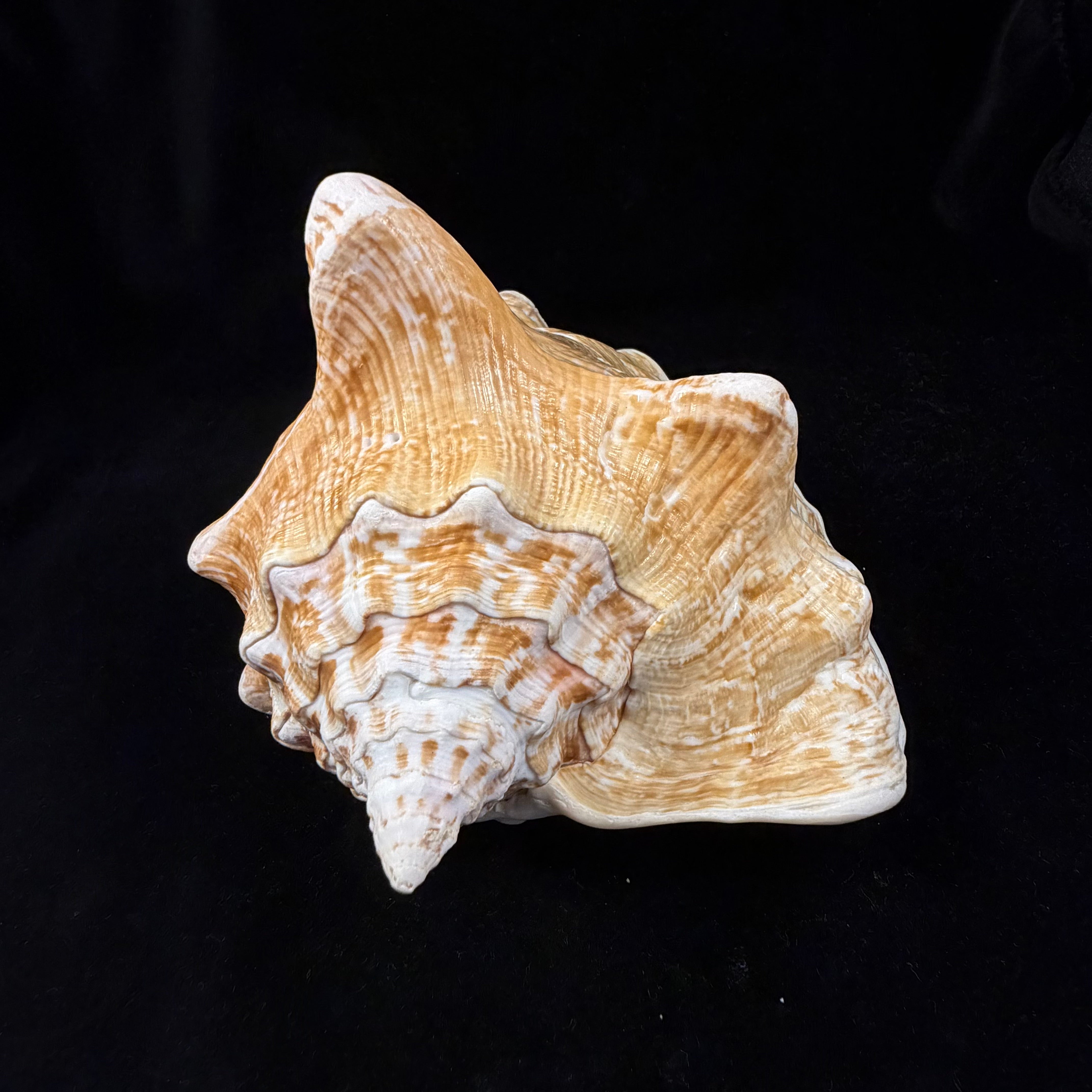 Macrostrombus costatus (Gmelin, 1791)- 152,7mm