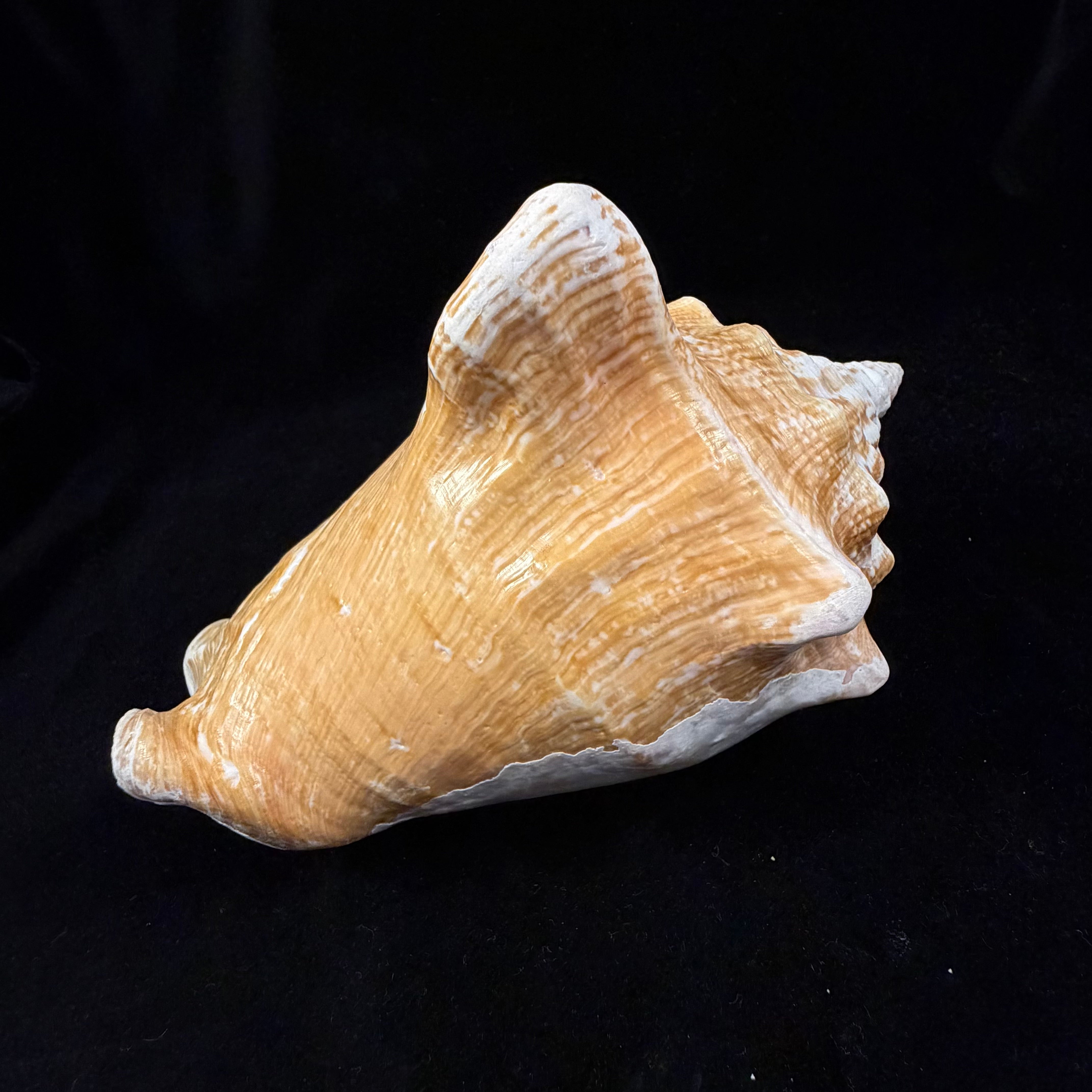 Macrostrombus costatus (Gmelin, 1791)- 152,7mm