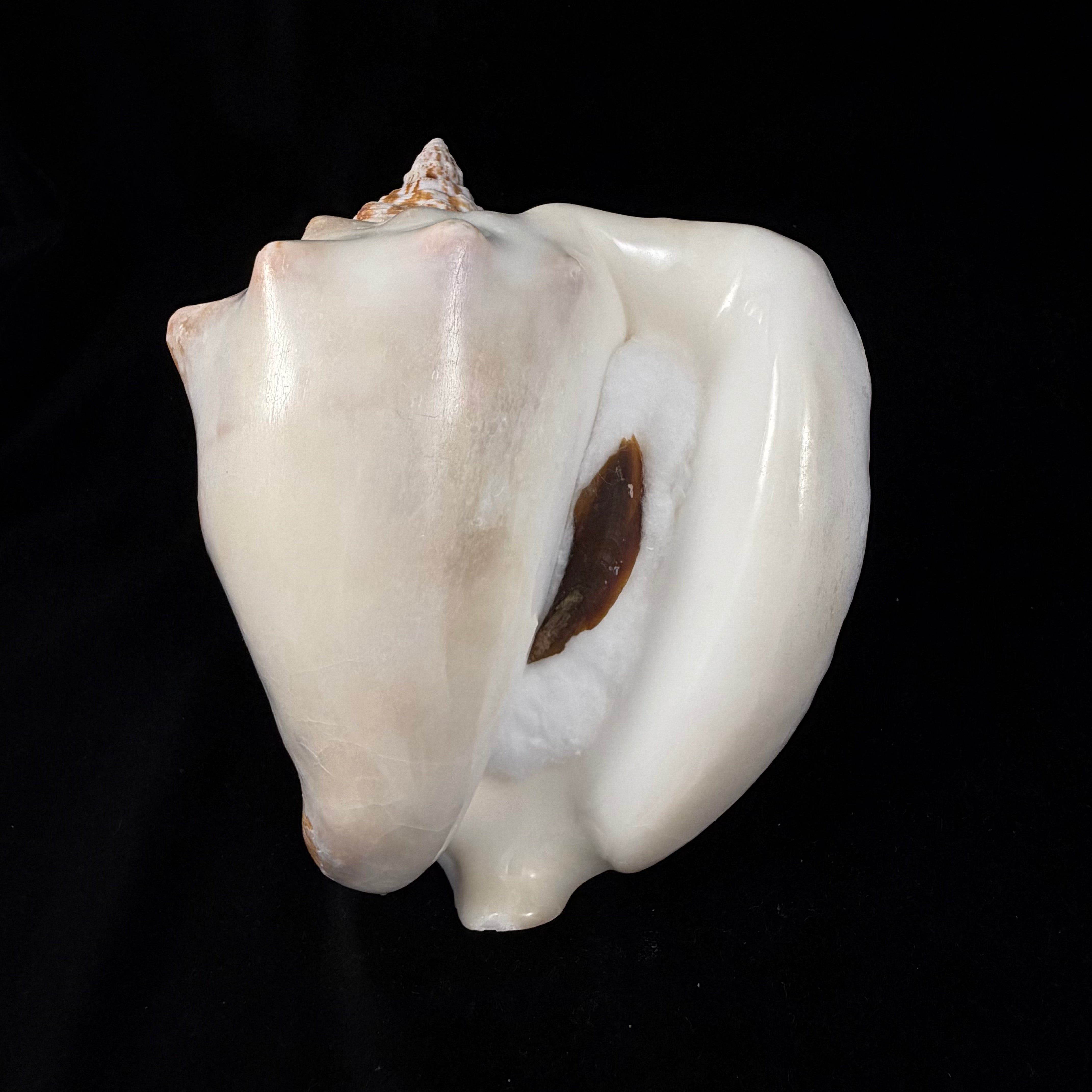 Macrostrombus costatus (Gmelin, 1791)- 152,7mm