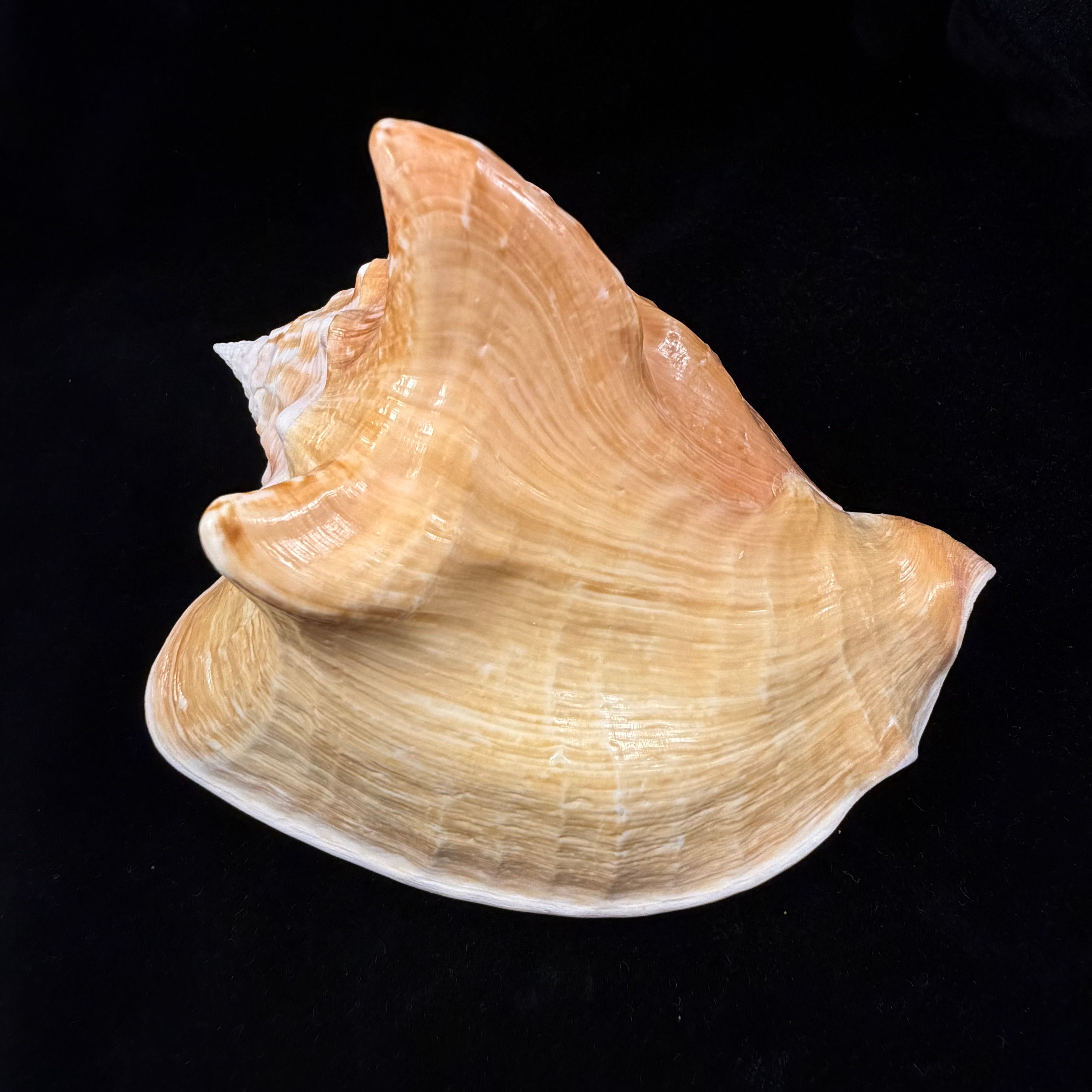 Macrostrombus costatus (Gmelin, 1791)- 130,9mm