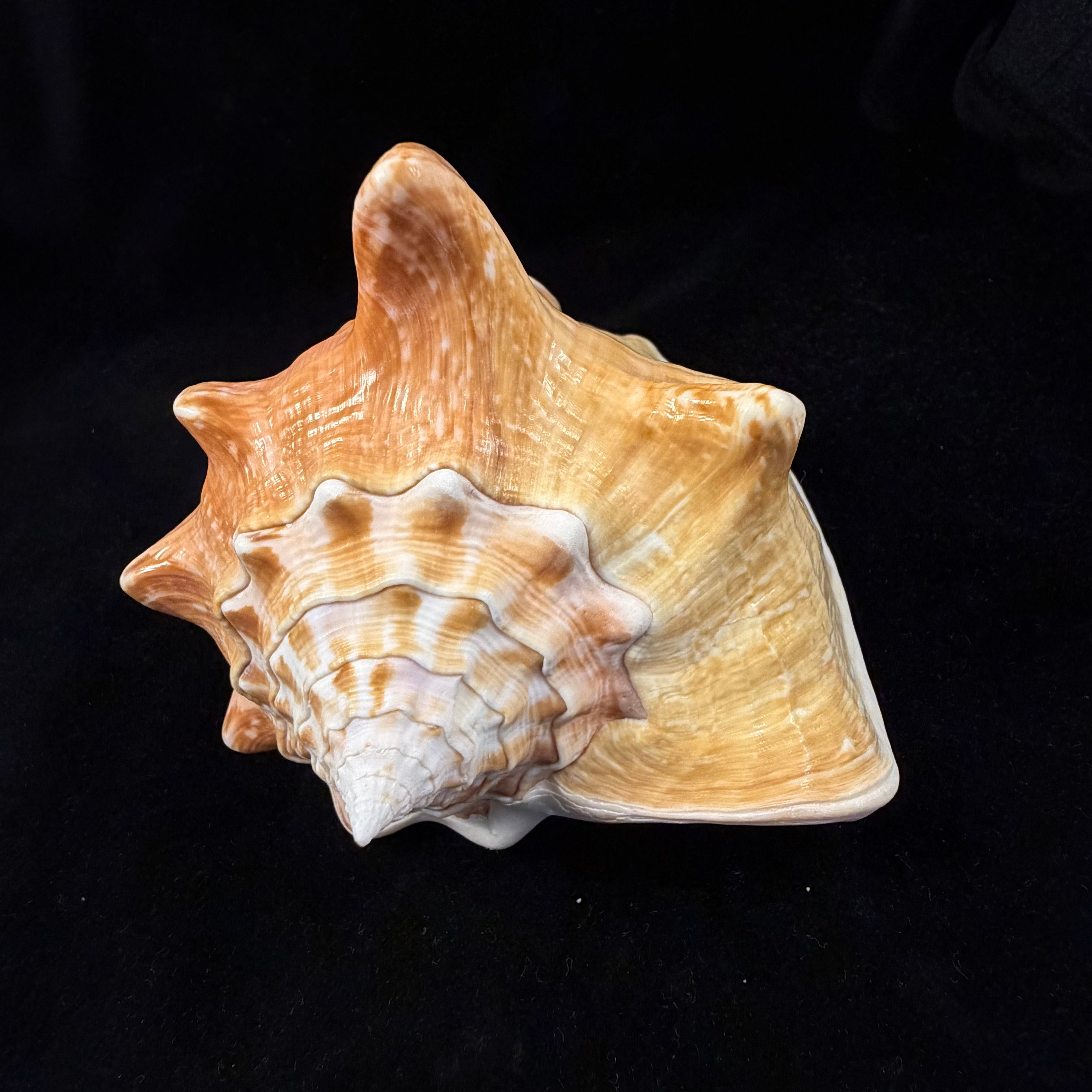 Macrostrombus costatus (Gmelin, 1791)- 130,9mm