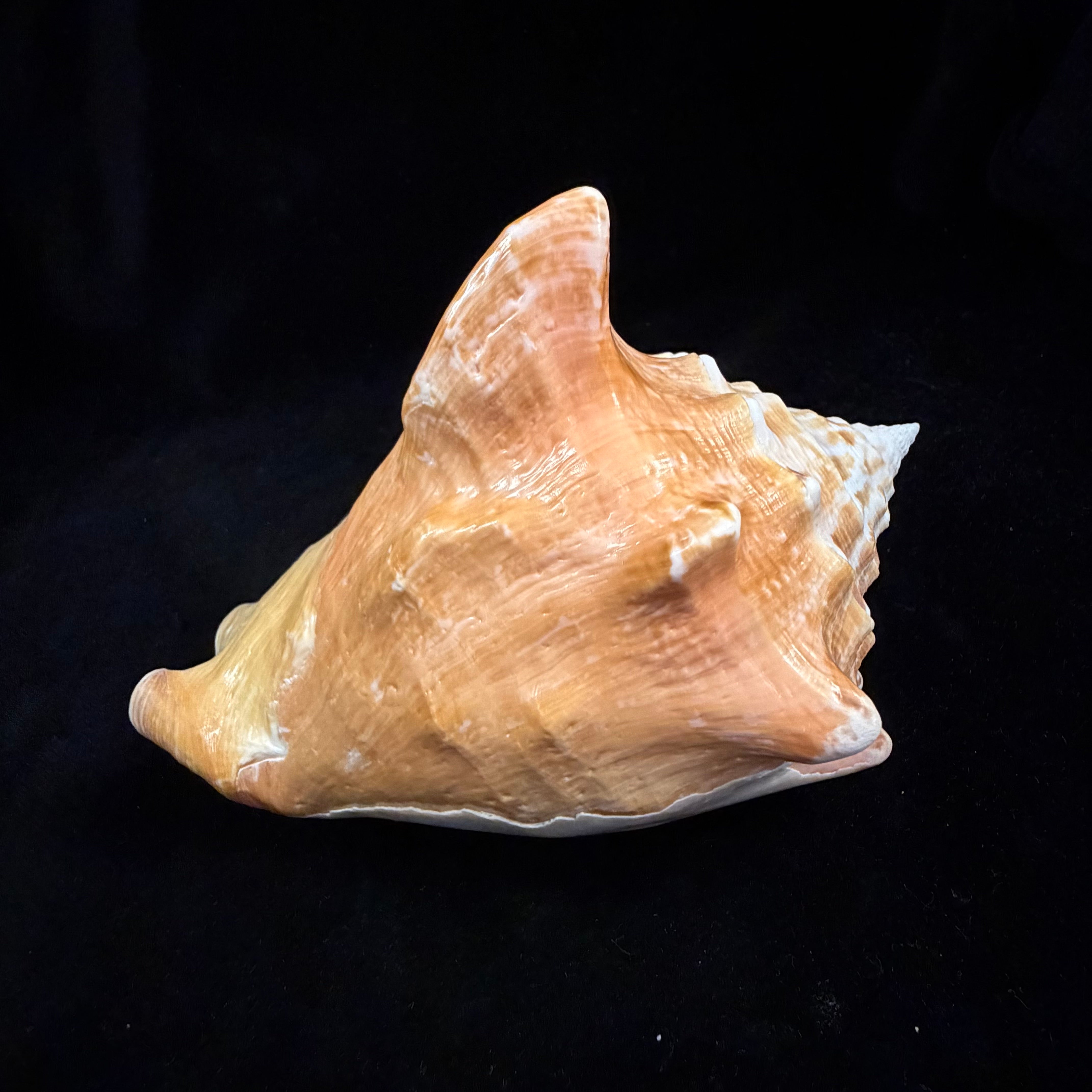 Macrostrombus costatus (Gmelin, 1791)- 130,9mm