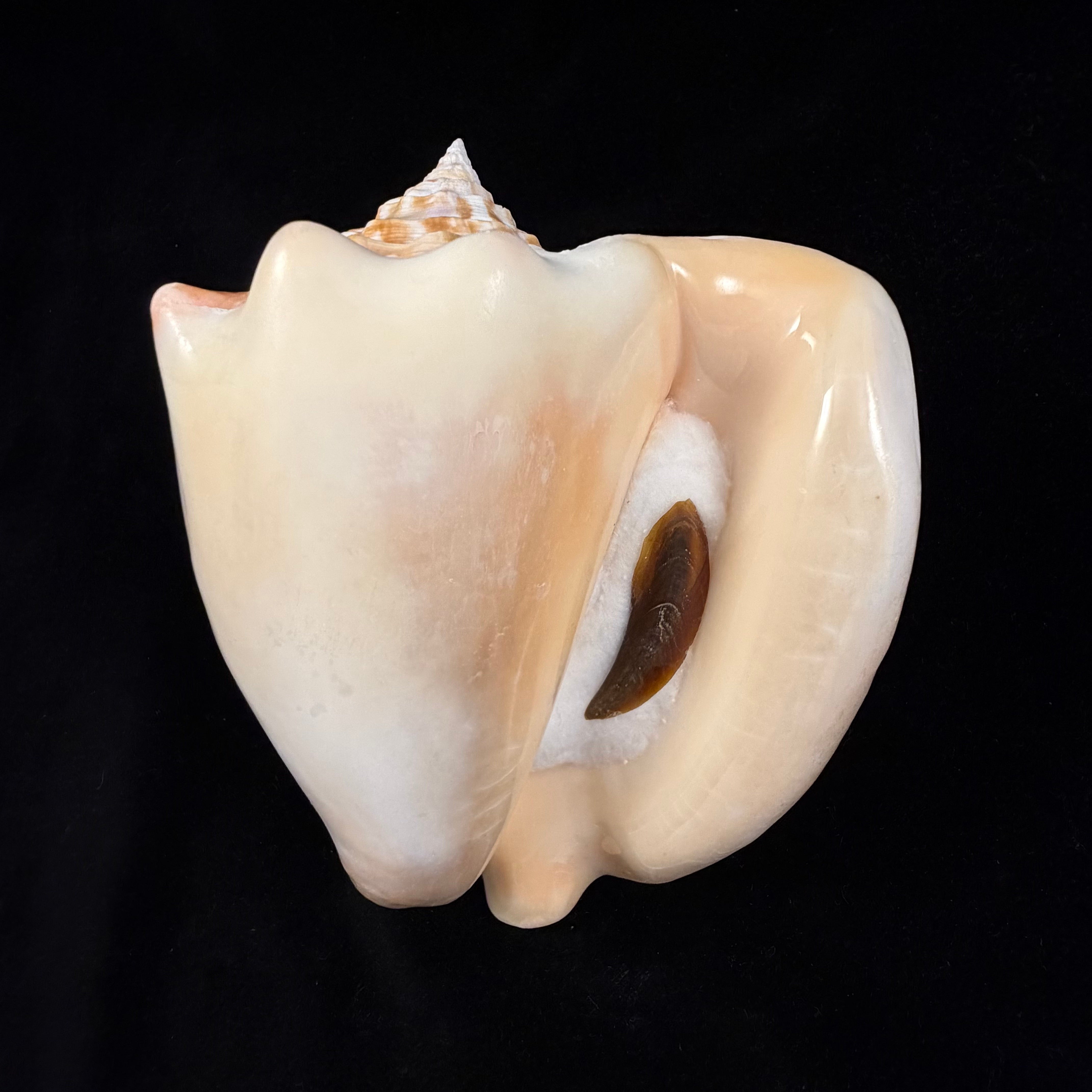 Macrostrombus costatus (Gmelin, 1791)- 130,9mm