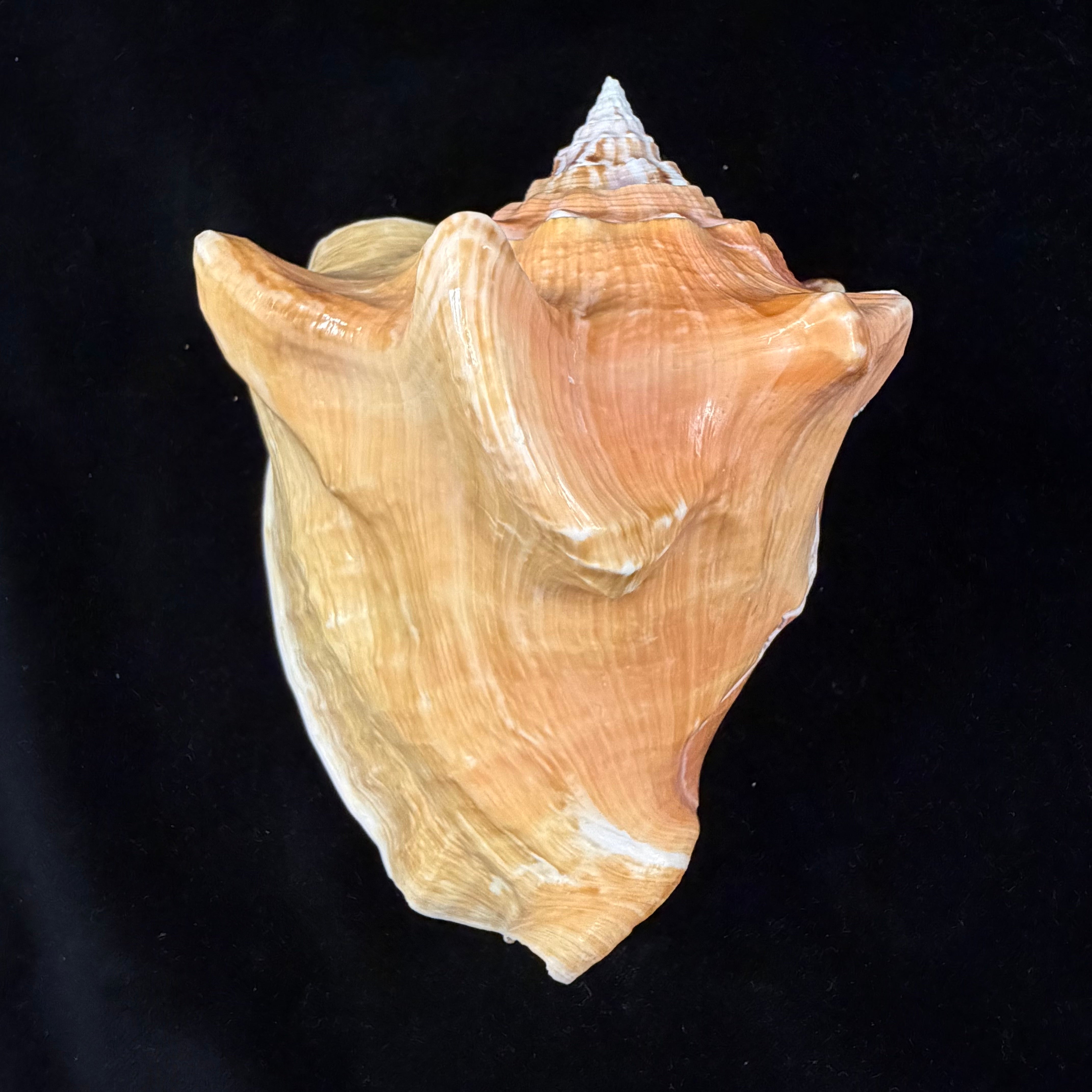 Macrostrombus costatus (Gmelin, 1791)- 127,1mm