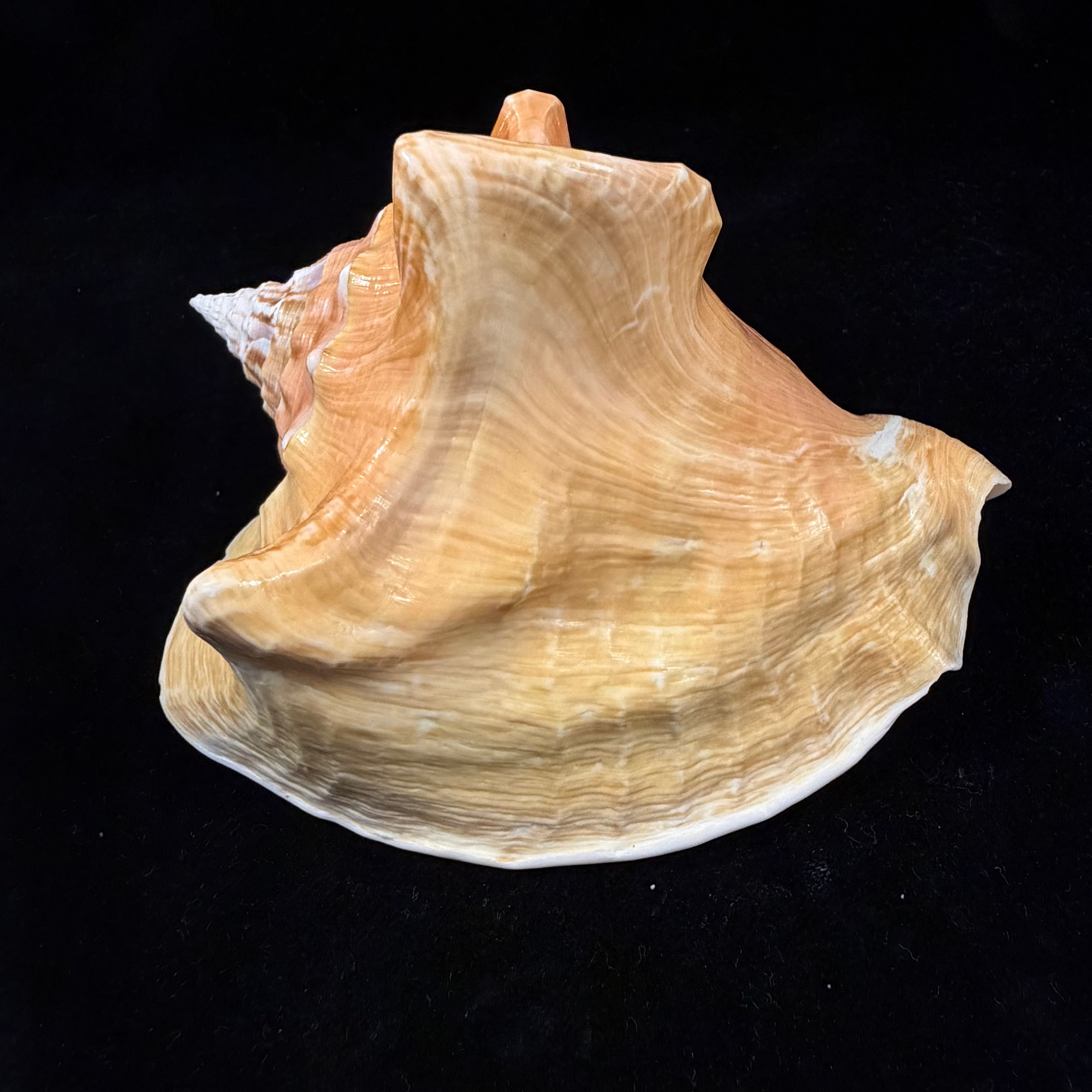 Macrostrombus costatus (Gmelin, 1791)- 127,1mm
