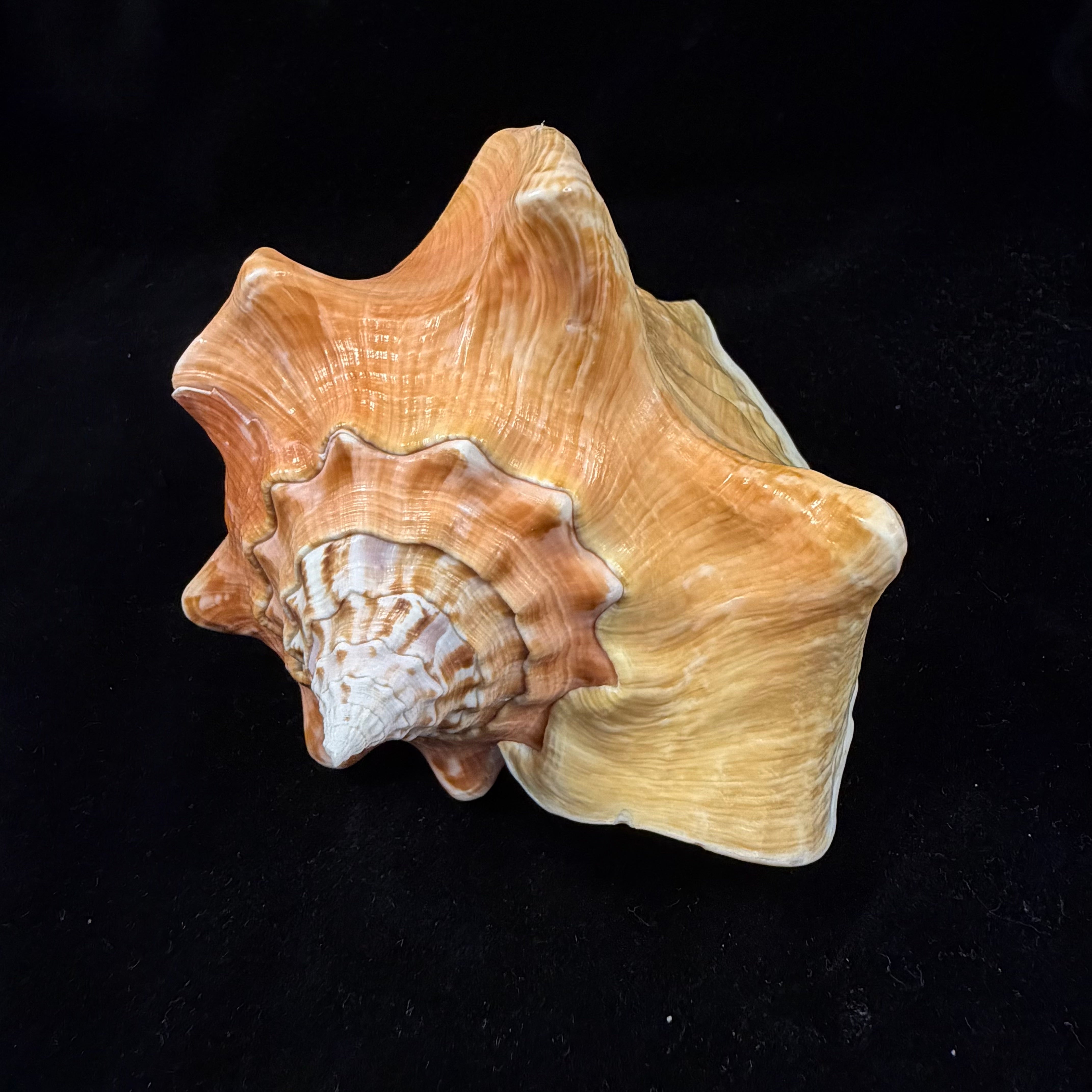 Macrostrombus costatus (Gmelin, 1791)- 127,1mm