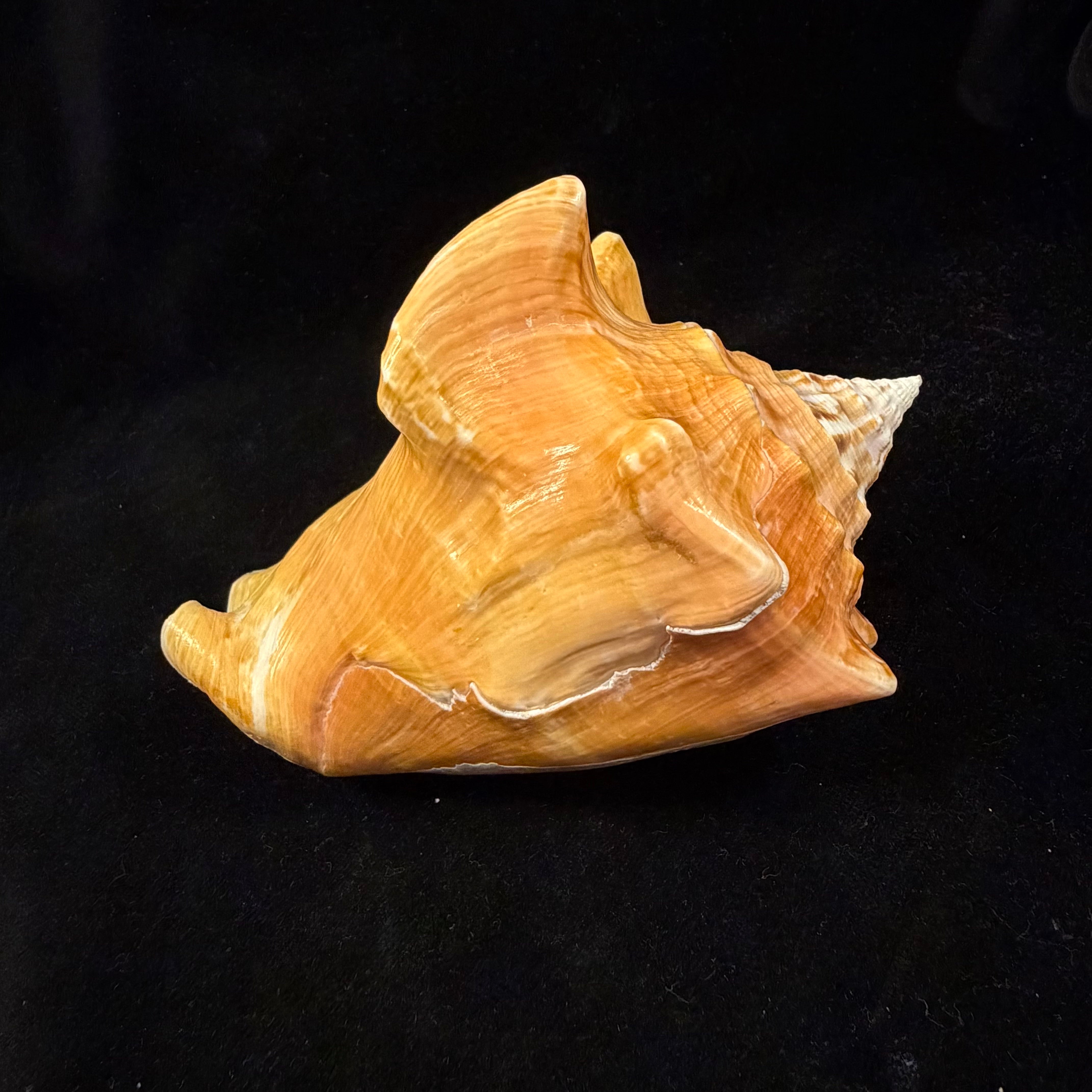 Macrostrombus costatus (Gmelin, 1791)- 127,1mm