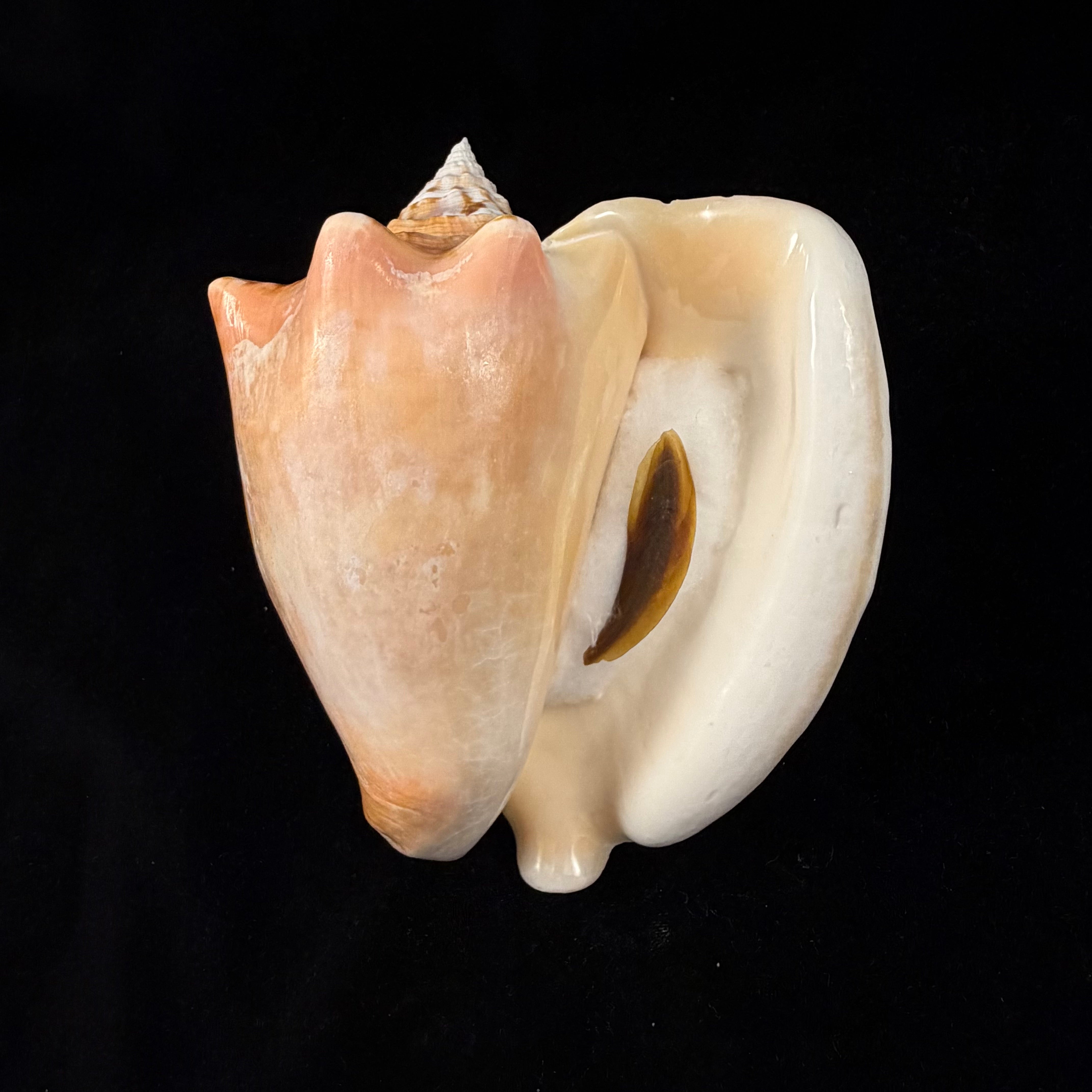 Macrostrombus costatus (Gmelin, 1791)- 127,1mm