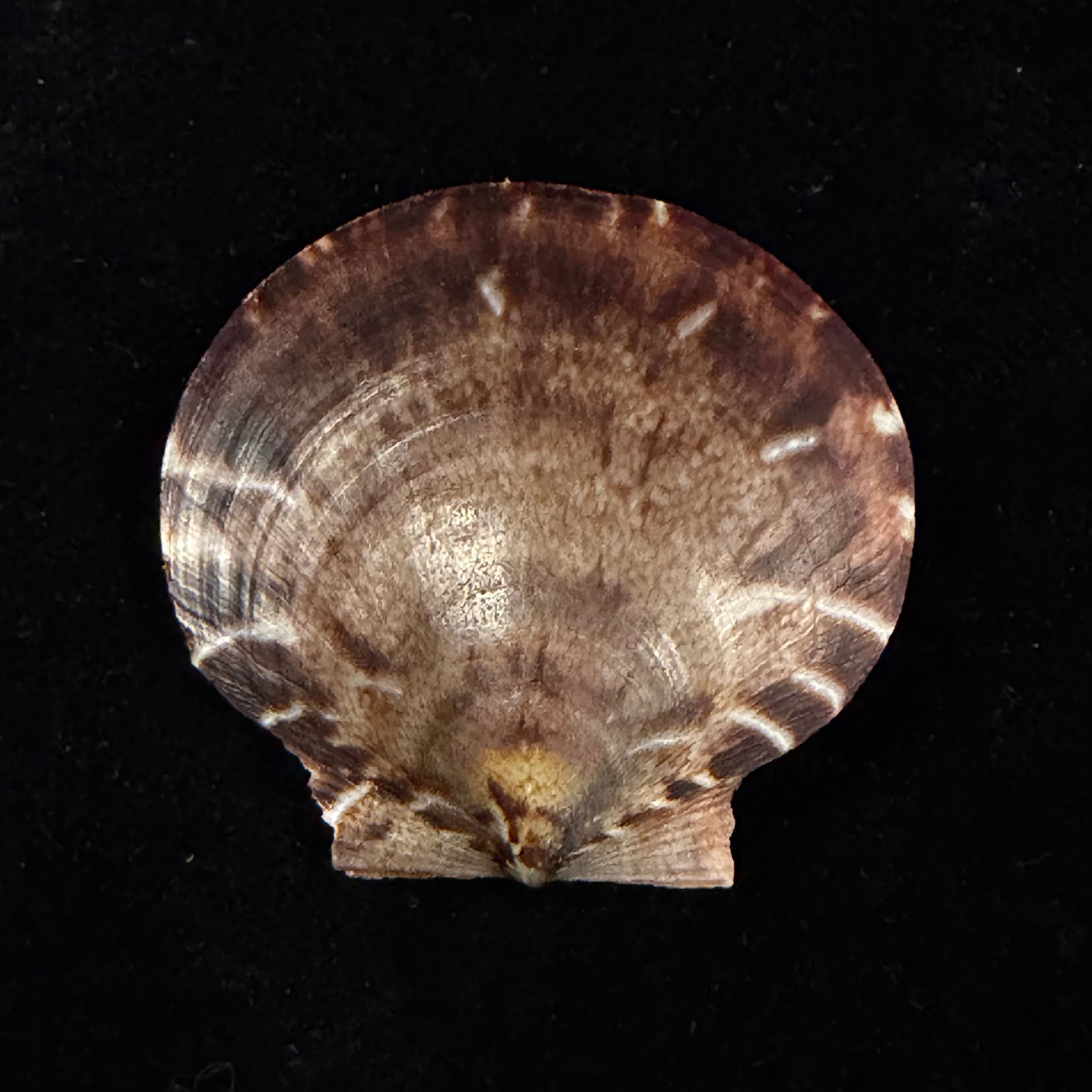 Lissochlamys exotica (Holten, 1802) - 33,5mm