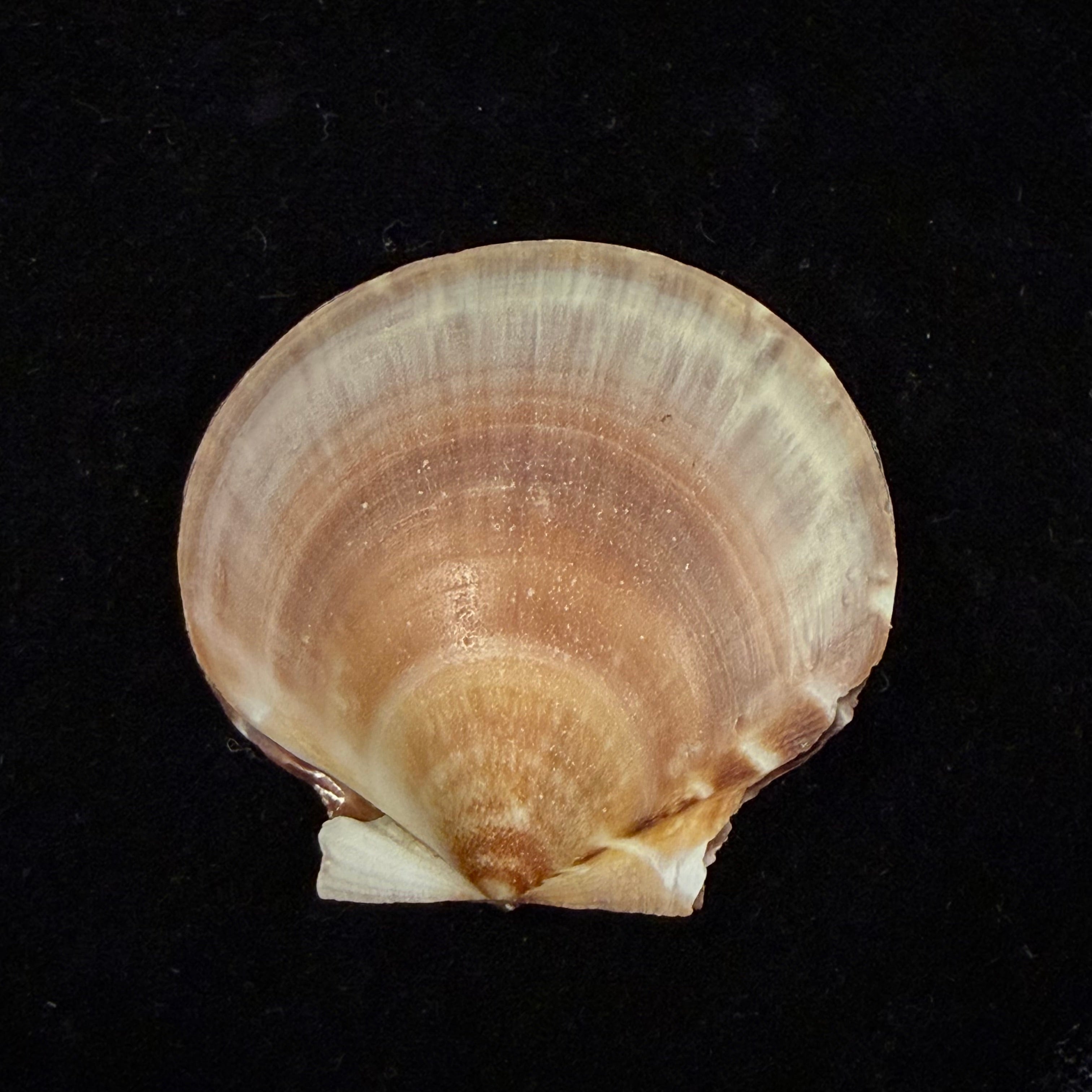 Lissochlamys exotica (Holten, 1802) - 33,5mm