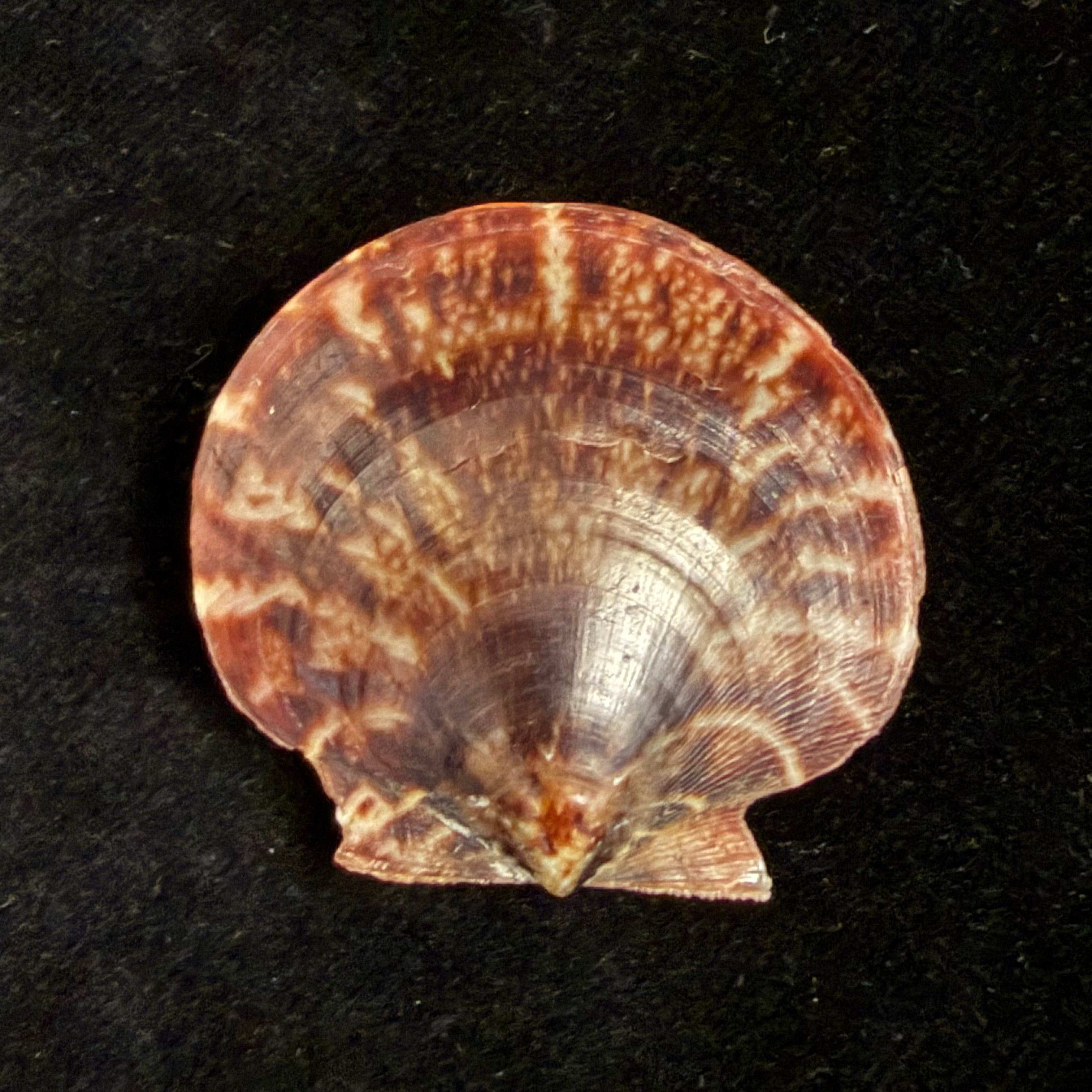 Lissochlamys exotica (Holten, 1802) - 35,2mm