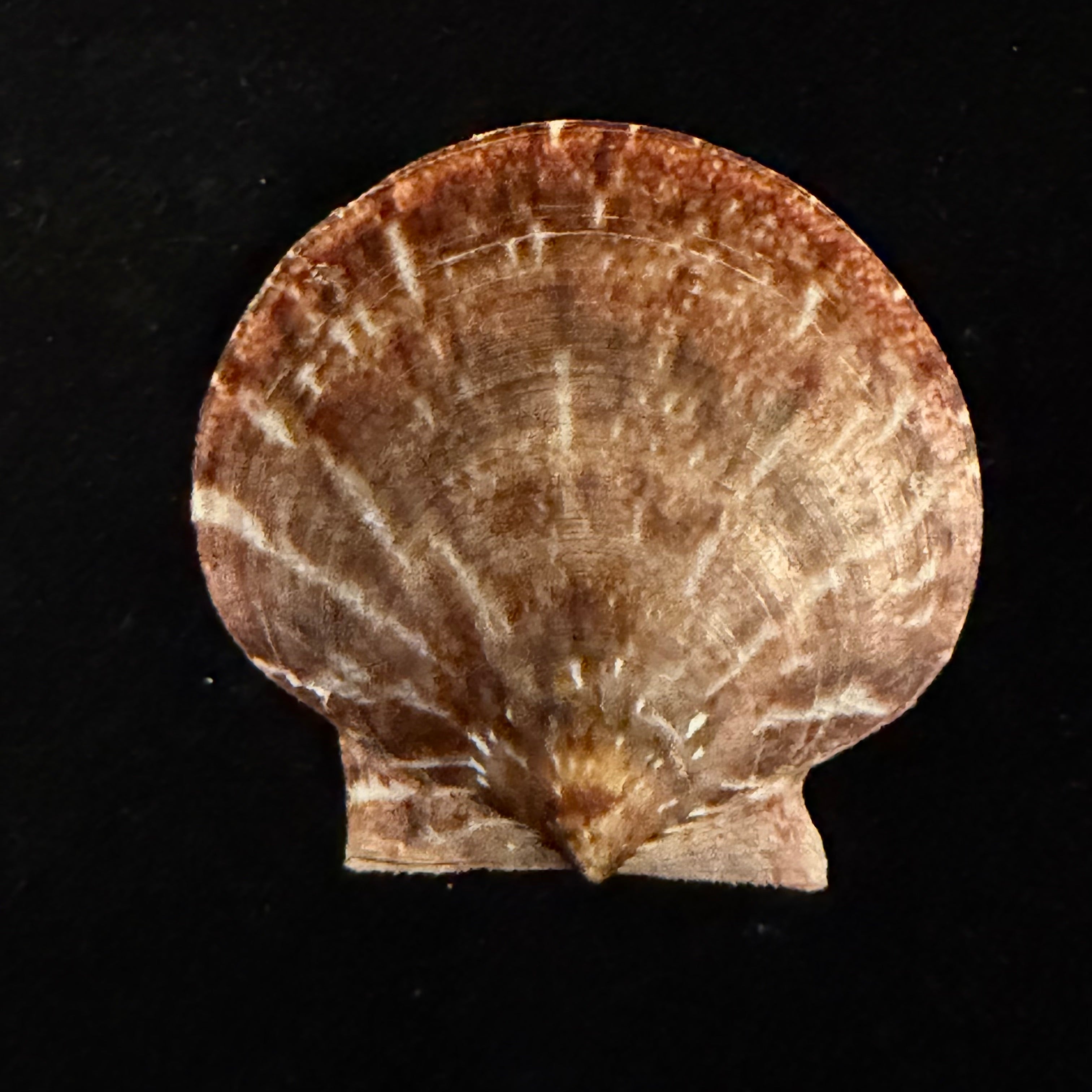 Lissochlamys exotica (Holten, 1802) - 40,5mm